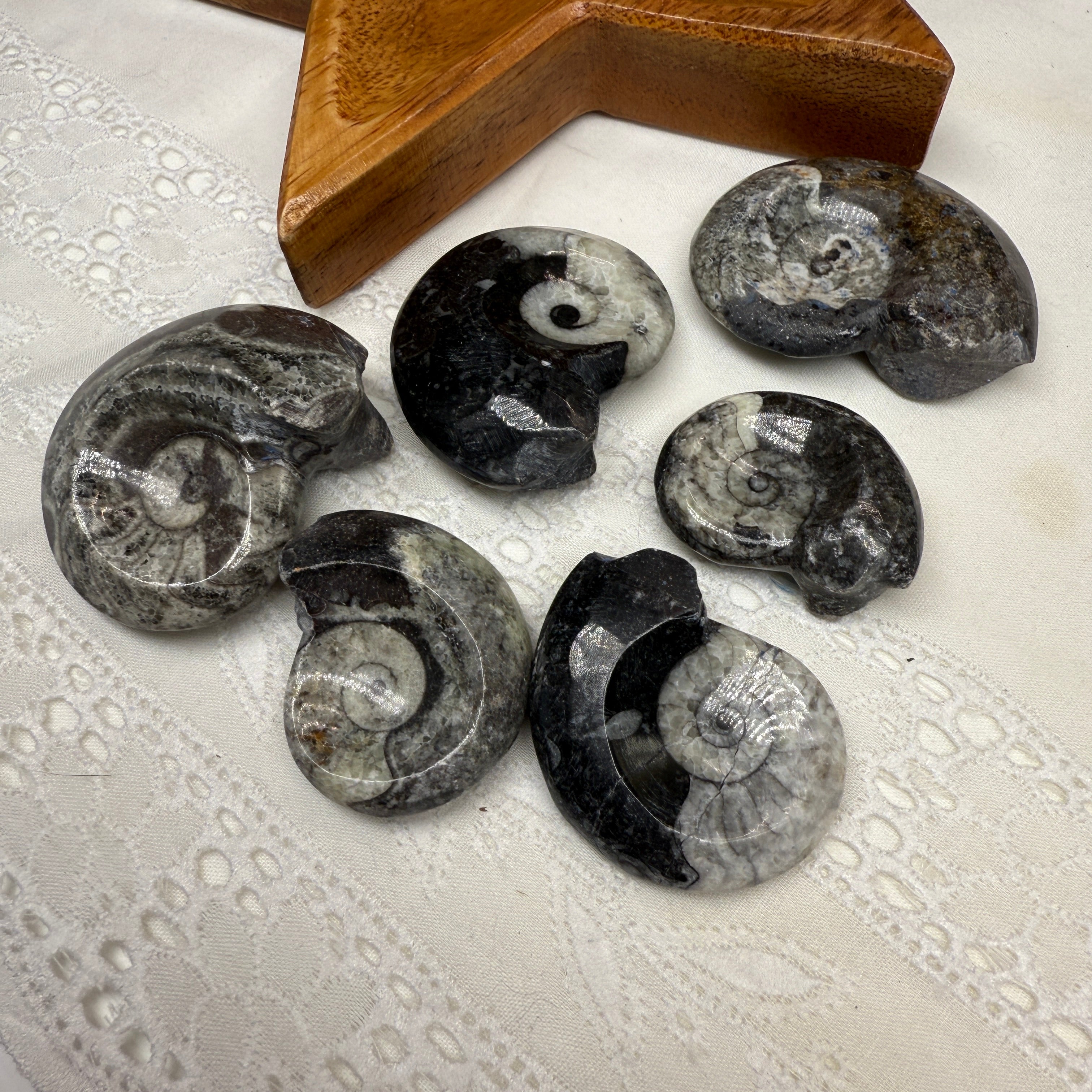 One Polished Goniatite Fossil Specimen