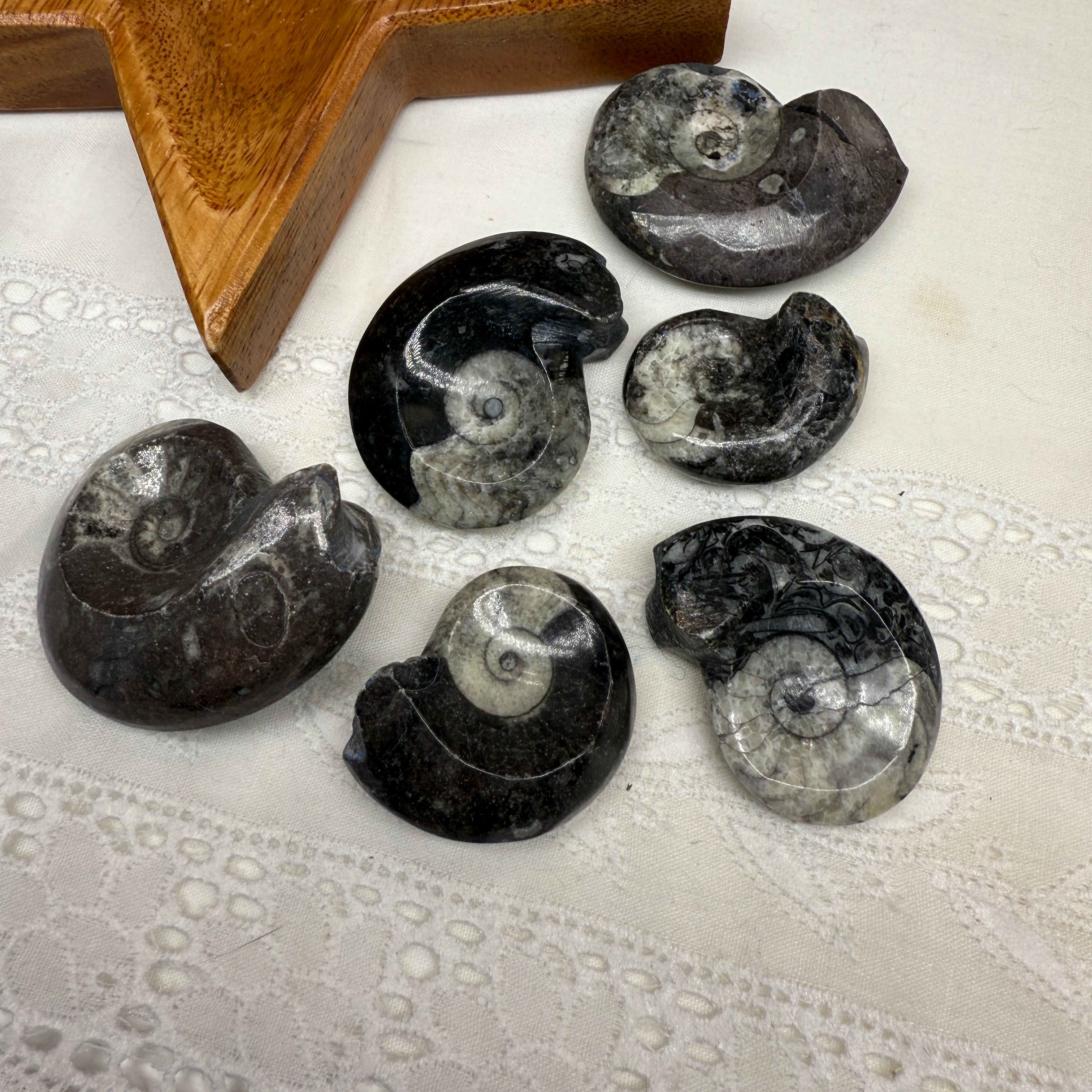 One Polished Goniatite Fossil Specimen