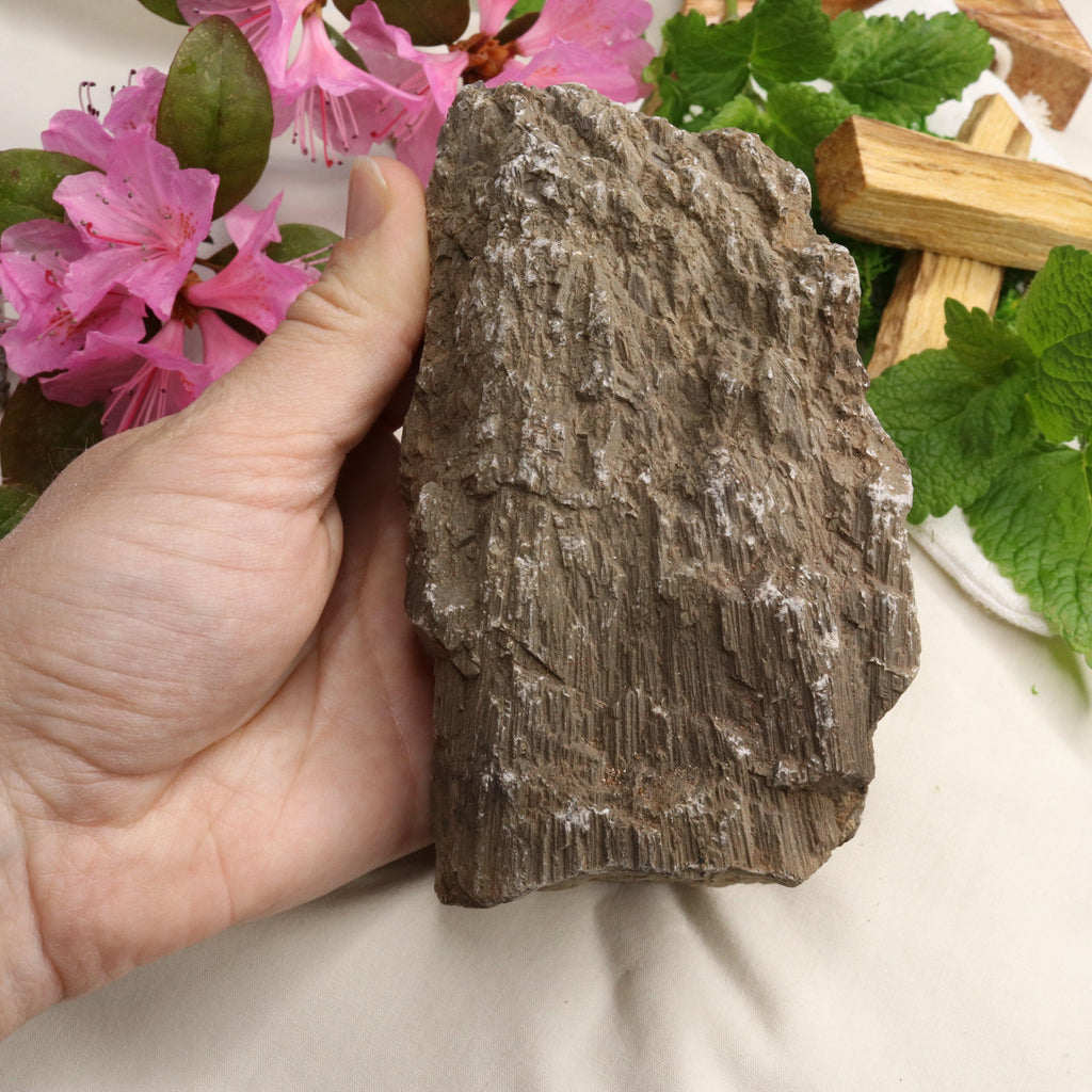 Natural Petrified Wood Specimen ~ Root Chakra Connections - Earth Family Crystals