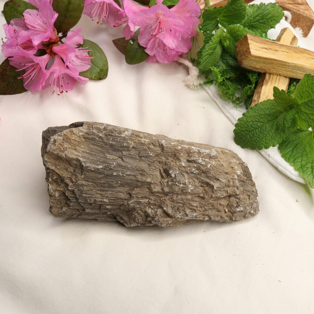 Natural Petrified Wood Specimen ~ Root Chakra Connections - Earth Family Crystals