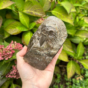 Incredible Ancient Genuine Ammolite Fossil Specimen