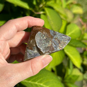 Ancient, Natural Ammolite Fossil with Rainbows!