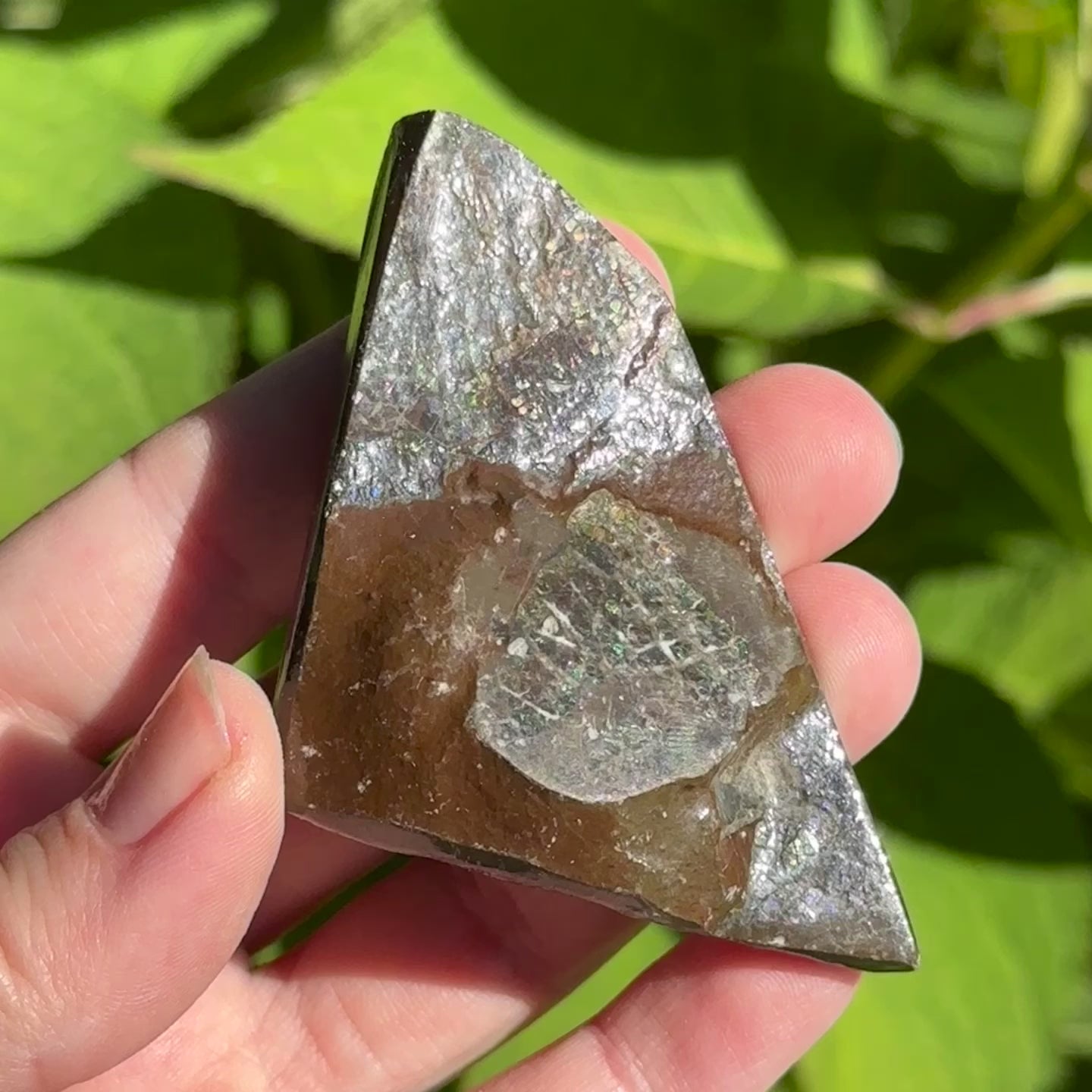Load video: Ancient, Natural Ammolite Fossil with Rainbows!