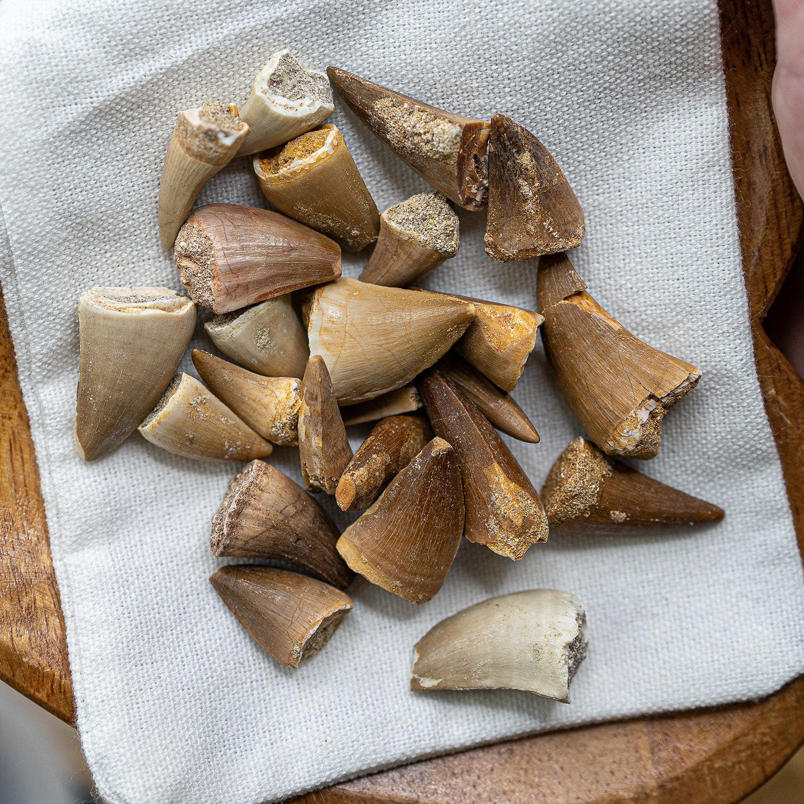 Medium Size Prognathodon Fossils From Morocco ~ Evolution and Grounding - Earth Family Crystals