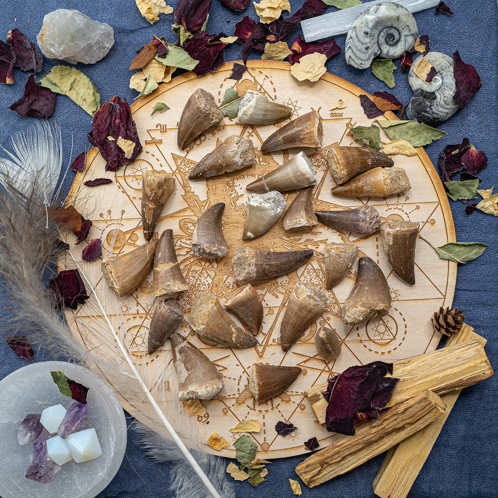 Medium Size Prognathodon Fossils From Morocco ~ Evolution and Grounding - Earth Family Crystals