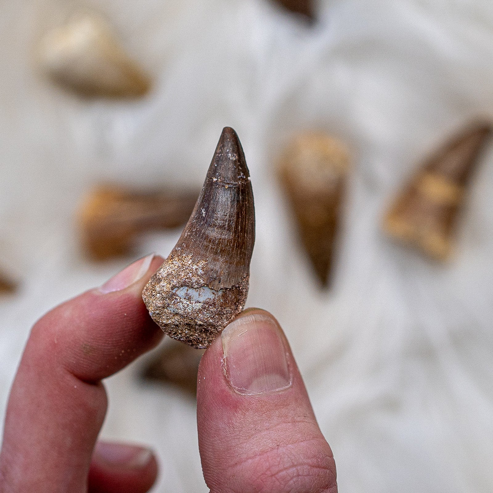 Medium Size Prognathodon Fossils From Morocco ~ Evolution and Grounding - Earth Family Crystals