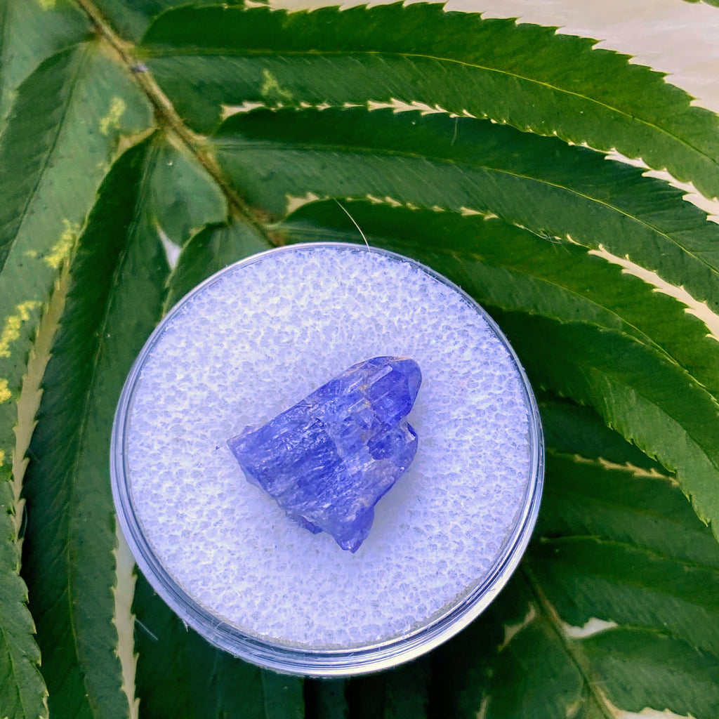 8.5 CT Terminated Gemmy Natural Tanzanite Specimen in Collectors Box - Earth Family Crystals
