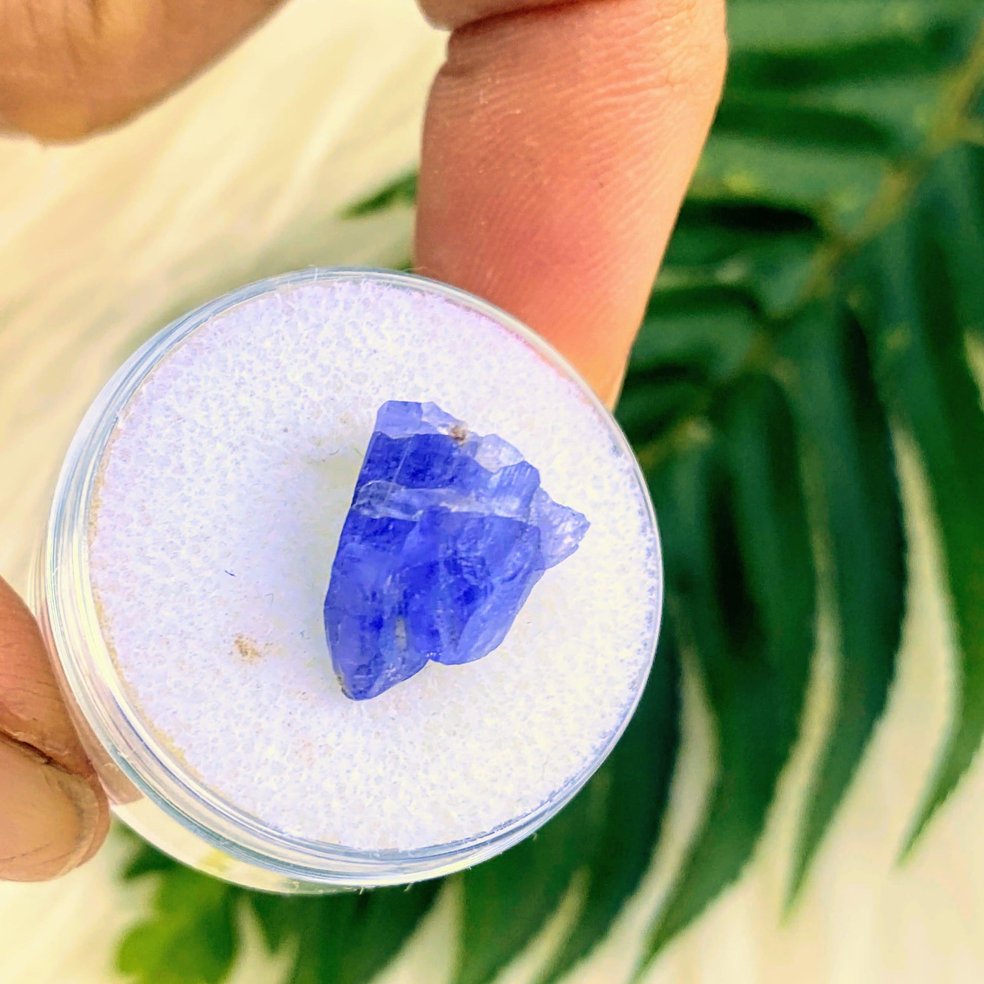 8.5 CT Terminated Gemmy Natural Tanzanite Specimen in Collectors Box - Earth Family Crystals