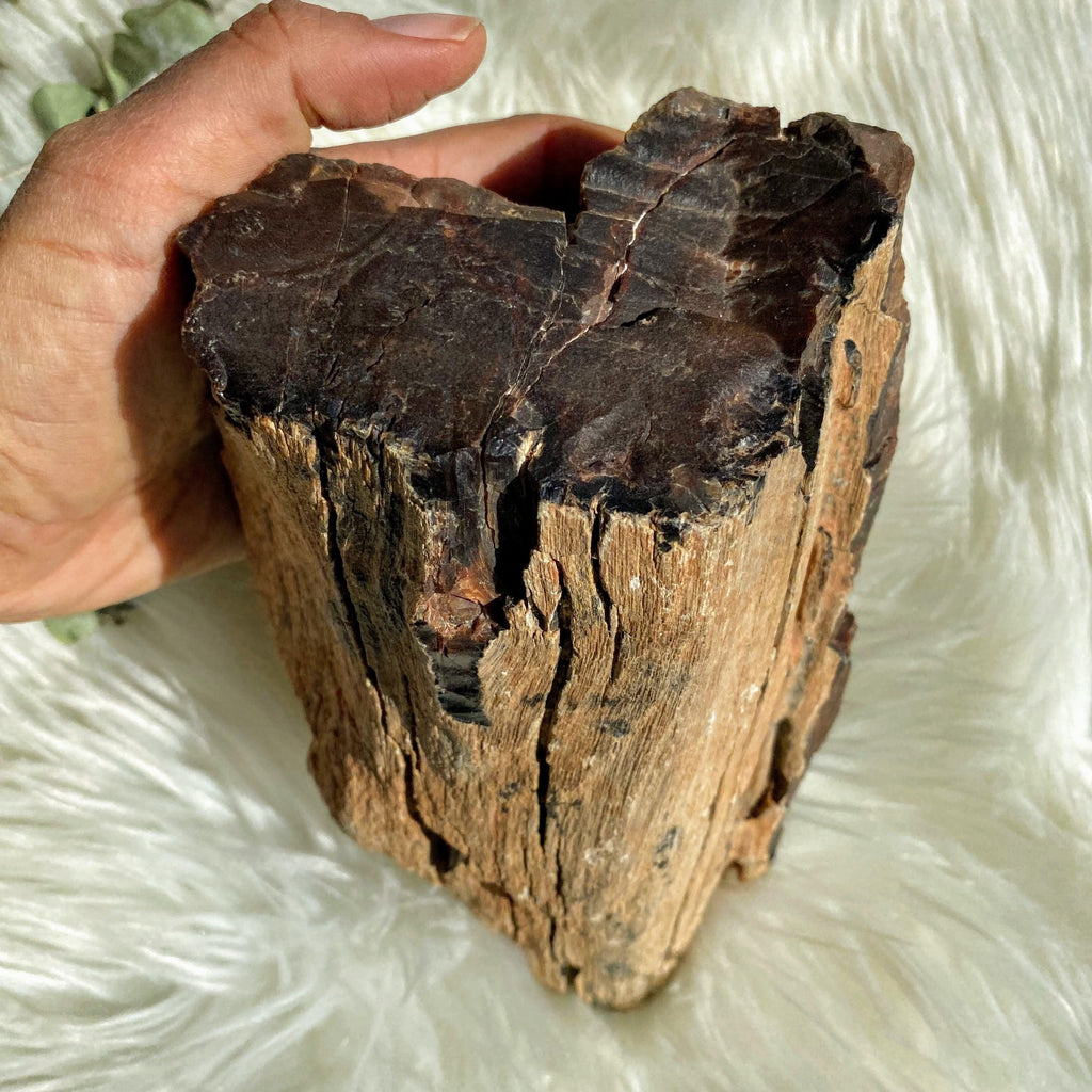 Jaw Dropping 1.9KG Natural Petrified Wood Specimen from Australia - Earth Family Crystals