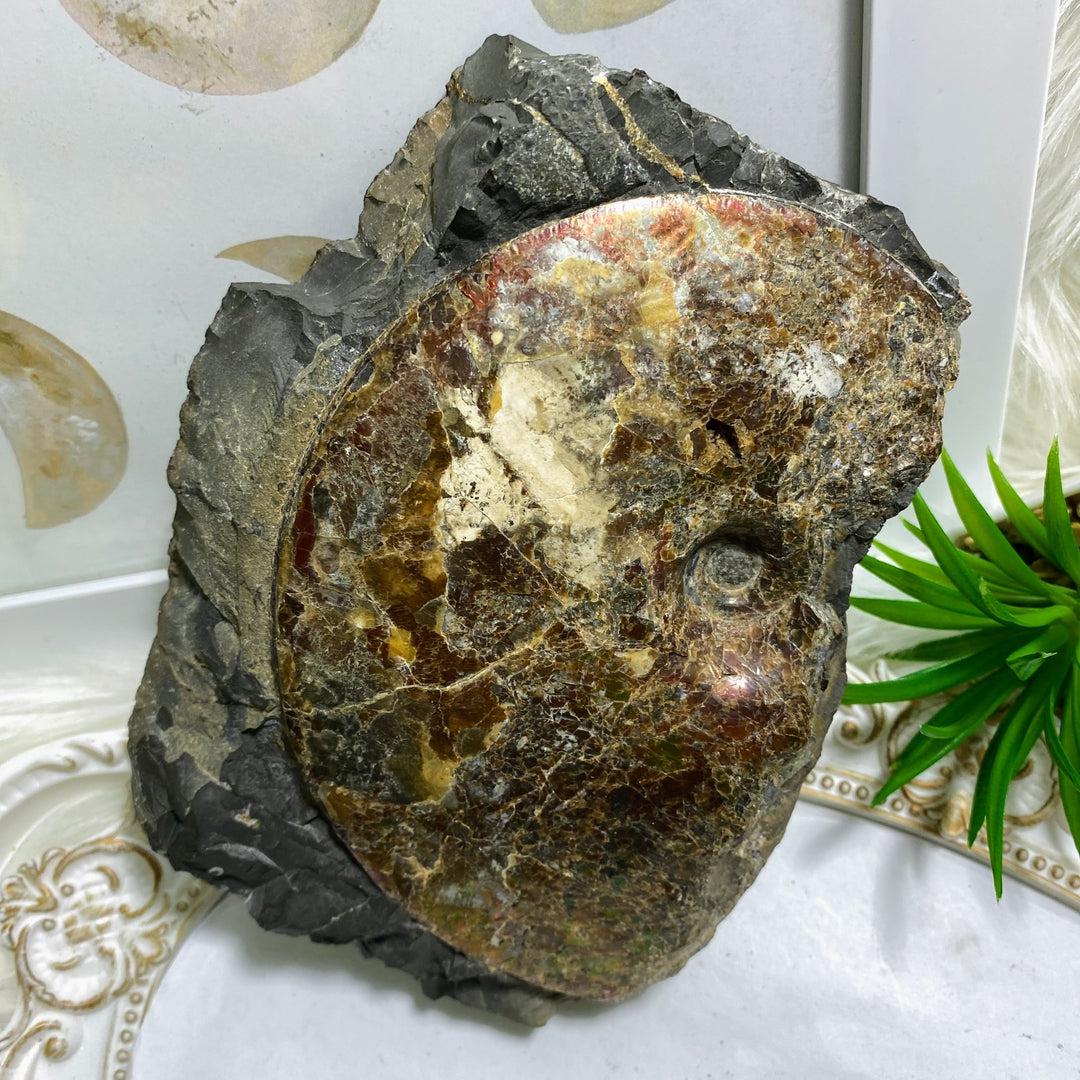 Rare! XXL 3.6kg Partial Spiral Ammolite Fossil In Host Rock Matrix  Standing Display Specimen ~Locality Alberta, Canada - Earth Family Crystals