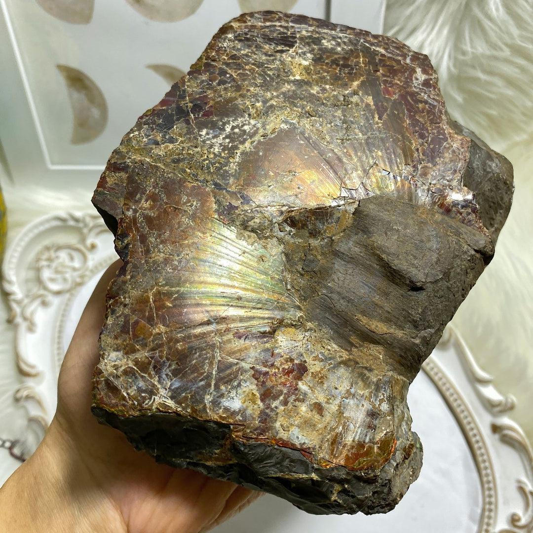 Rare! XXL 3.6kg Partial Spiral Ammolite Fossil In Host Rock Matrix  Standing Display Specimen ~Locality Alberta, Canada - Earth Family Crystals