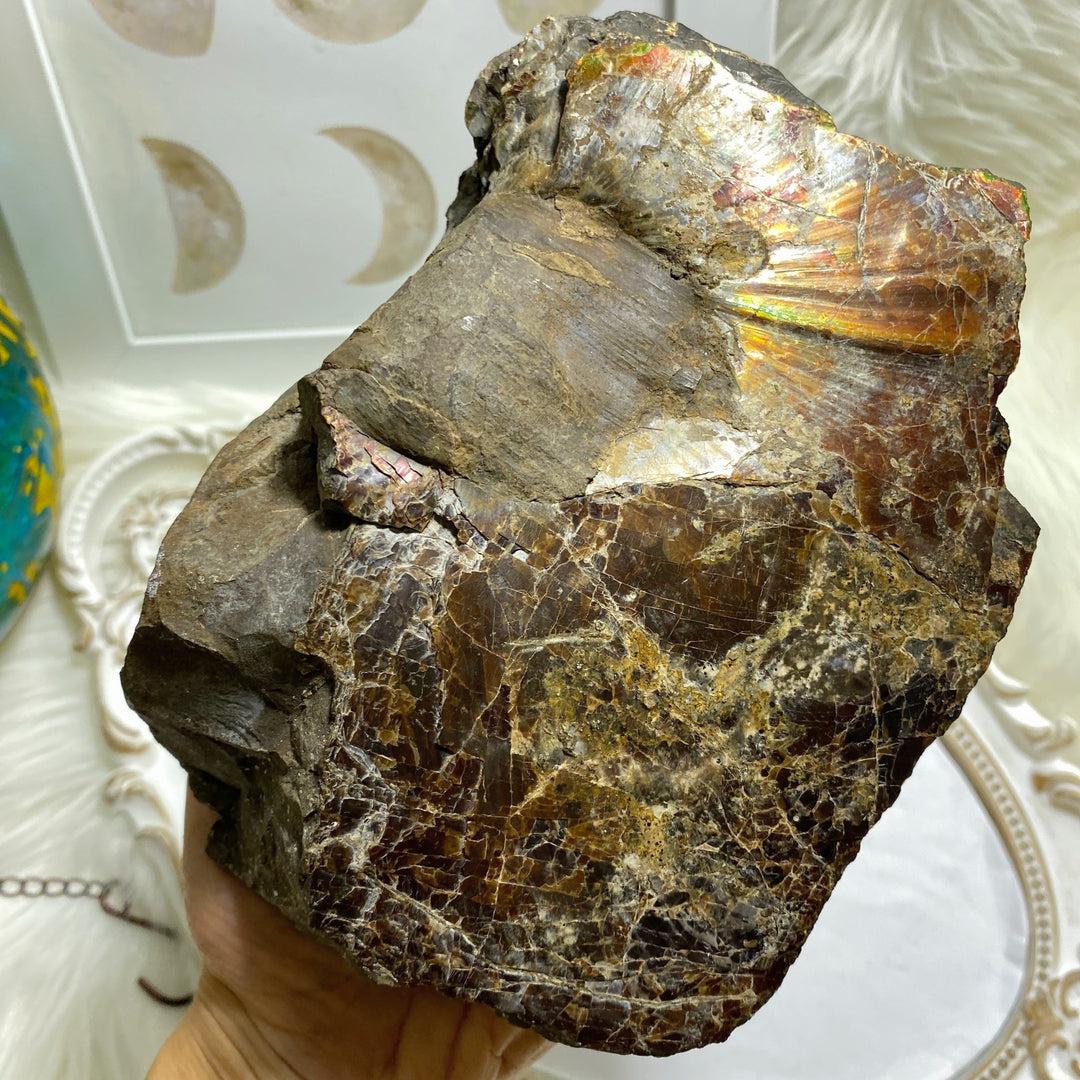 Rare! XXL 3.6kg Partial Spiral Ammolite Fossil In Host Rock Matrix  Standing Display Specimen ~Locality Alberta, Canada - Earth Family Crystals