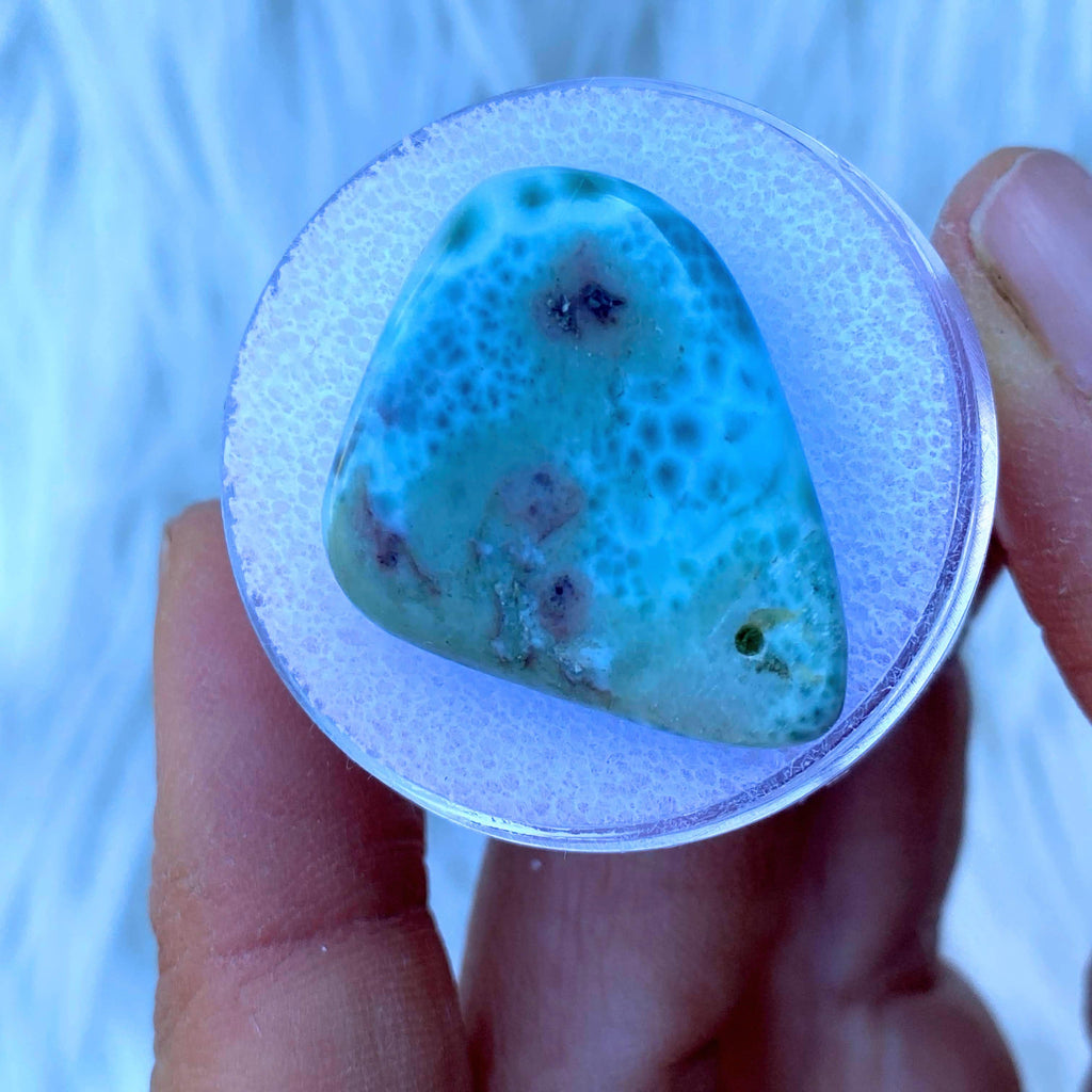 Caribbean Blue Larimar Polished Specimen in Collectors box - Earth Family Crystals