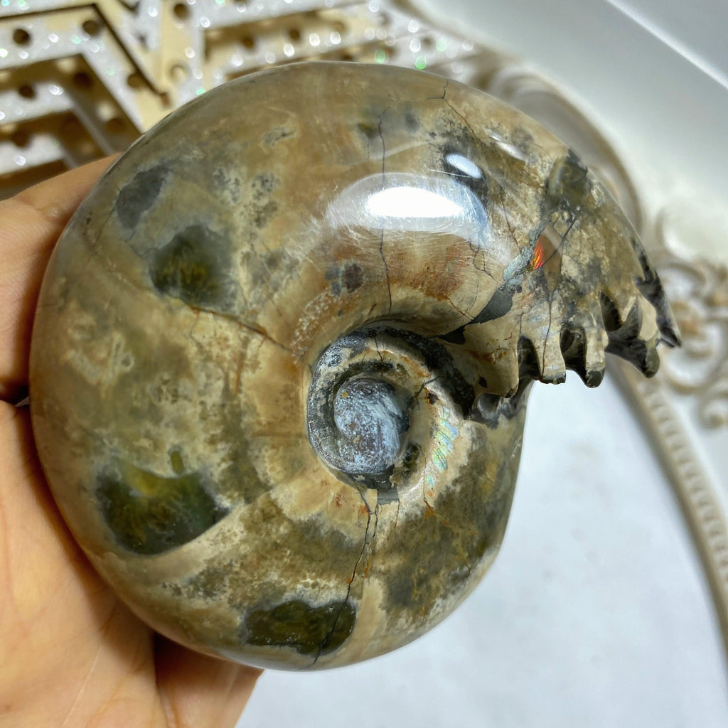 Chunky Ammonite Suture Fossil Polished Specimen From Madagascar - Earth Family Crystals