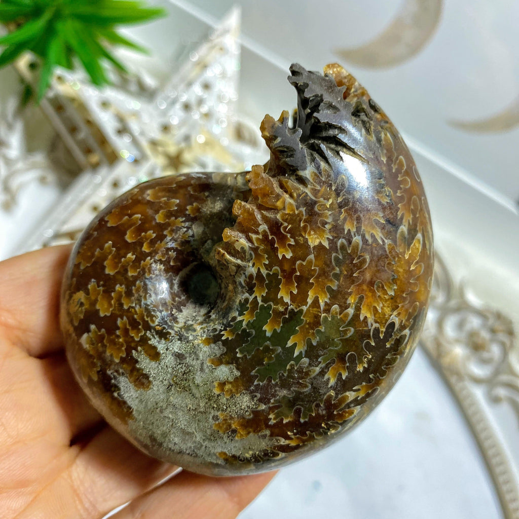 Chunky Ammonite Suture Fossil Polished Specimen From Madagascar #1 - Earth Family Crystals