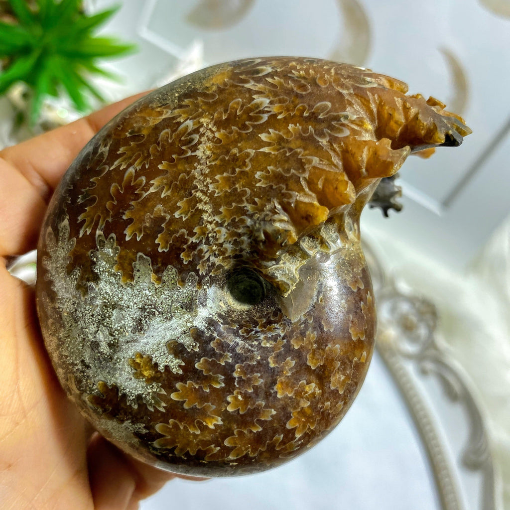 Chunky Ammonite Suture Fossil Polished Specimen From Madagascar #1 - Earth Family Crystals