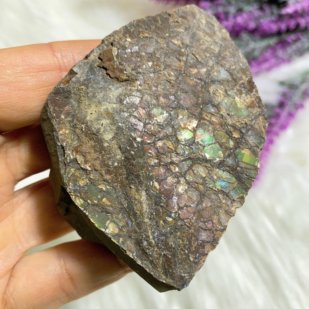Genuine Natural Alberta Ammolite Fossil Free Form Hand Held Specimen - Earth Family Crystals