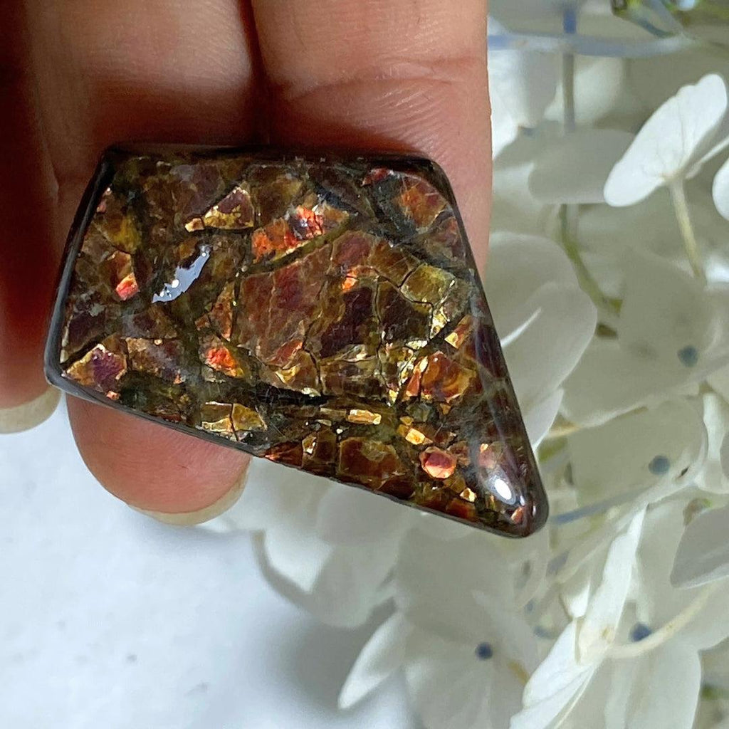 Genuine Ammolite Fossil Cabochon From Alberta~ Ideal for Crafting #2 - Earth Family Crystals