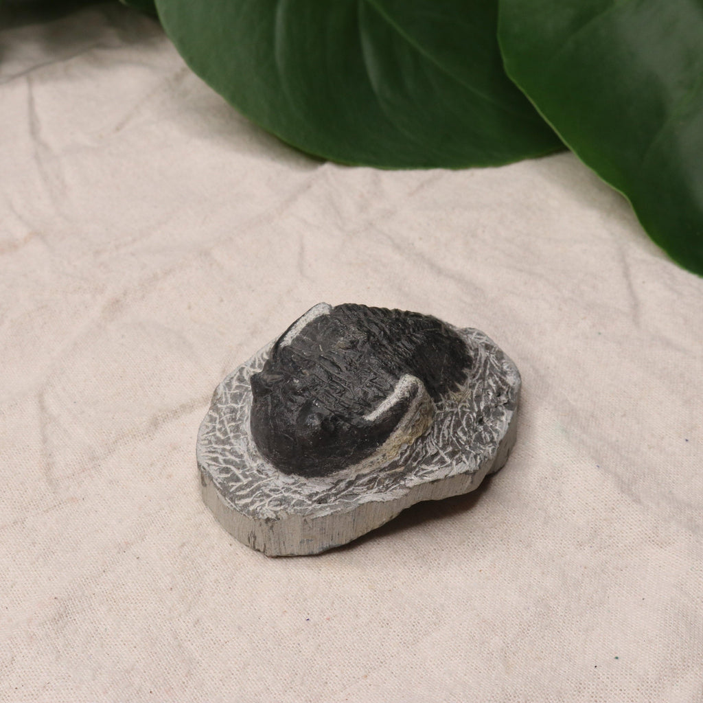 Moroccan Trilobite Fossil~ Phacops rana Specimen #2 - Earth Family Crystals