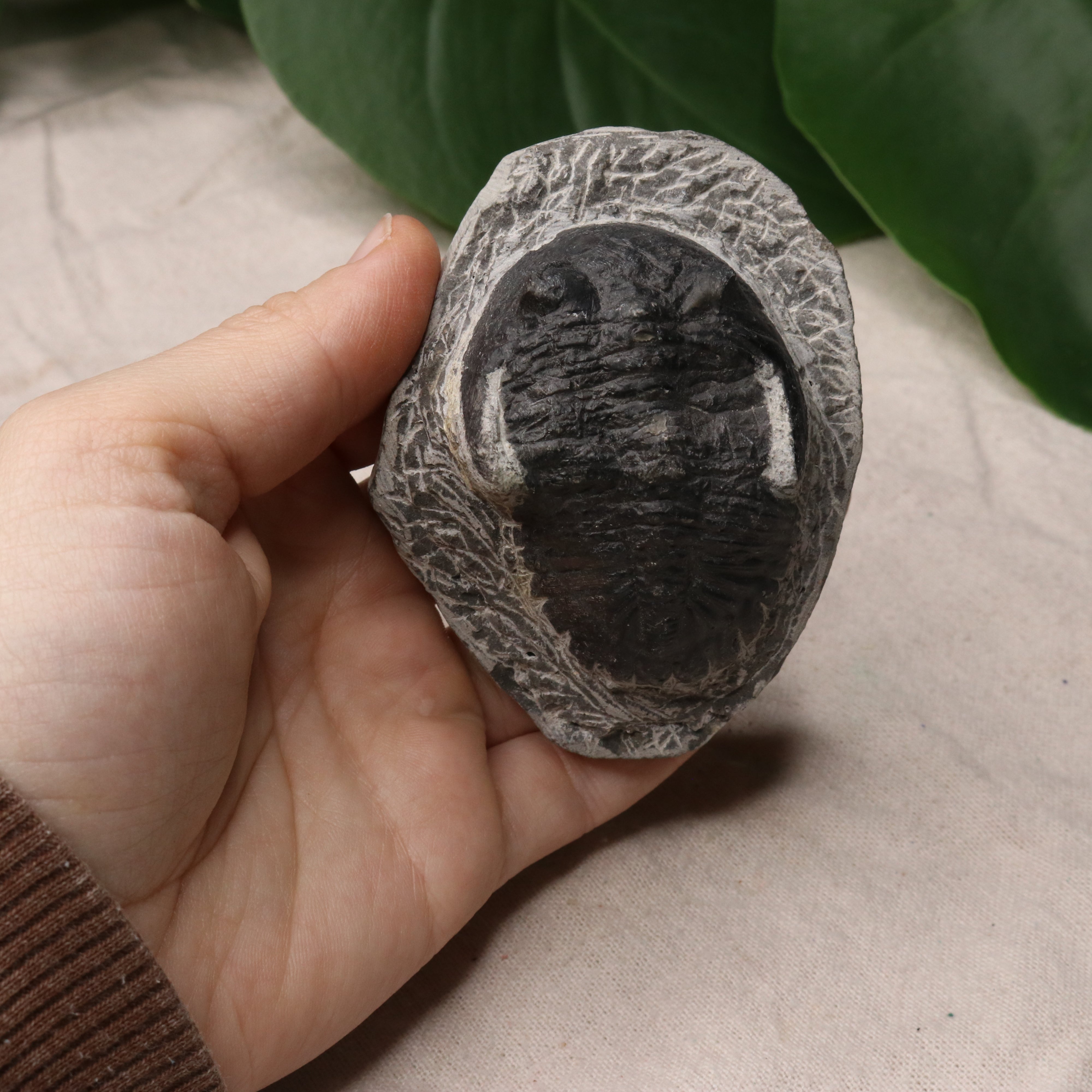 Moroccan Trilobite Fossil~ Phacops rana Specimen #2 - Earth Family Crystals