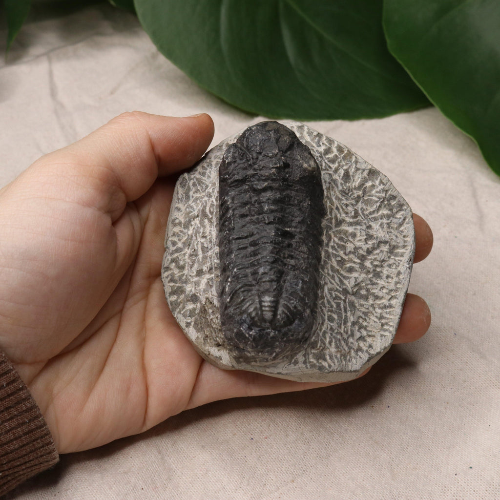 Moroccan Trilobite Fossil~ Phacops rana Specimen #1 - Earth Family Crystals