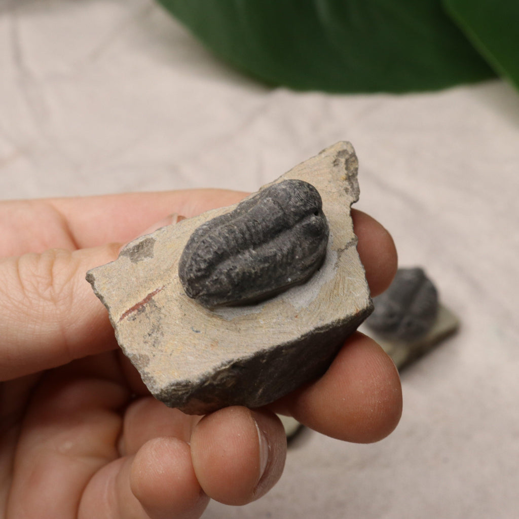 Small Moroccan Trilobite Fossil~ Phacops rana Specimens - Earth Family Crystals