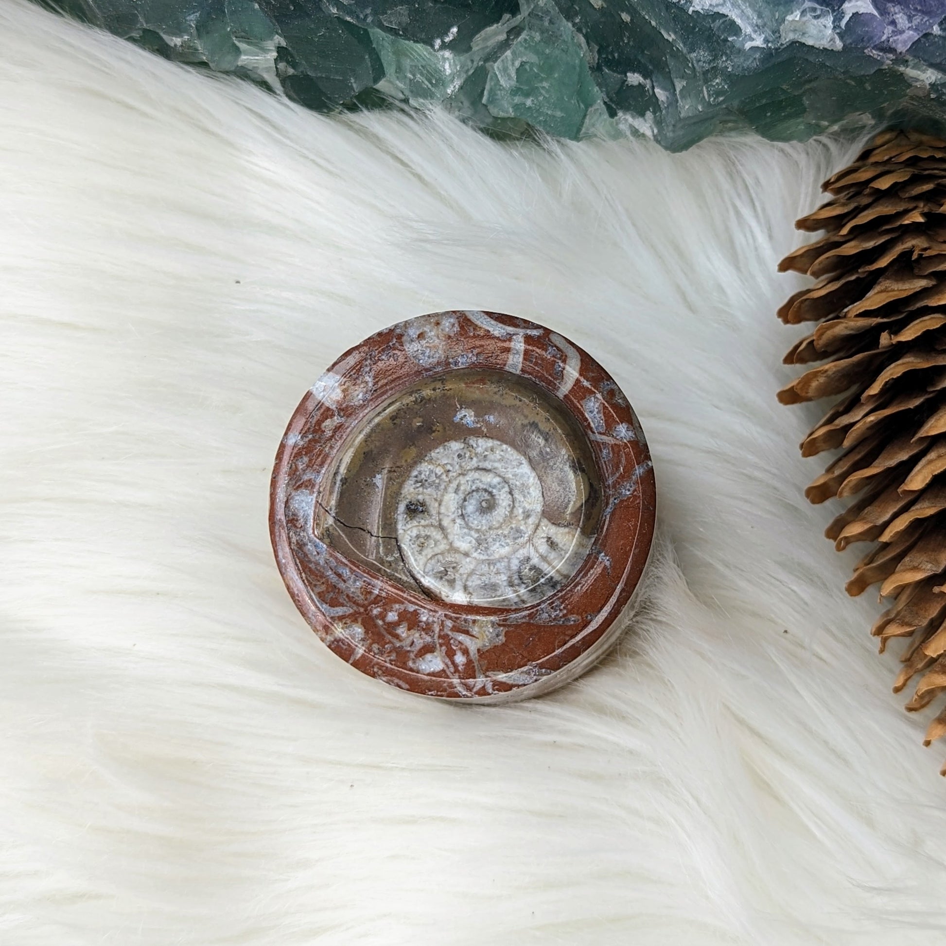Polished Goniatite Natural Fossil Jewelry and Trinket Box~ Charge with Earth and Cosmic Healing Energies - Earth Family Crystals