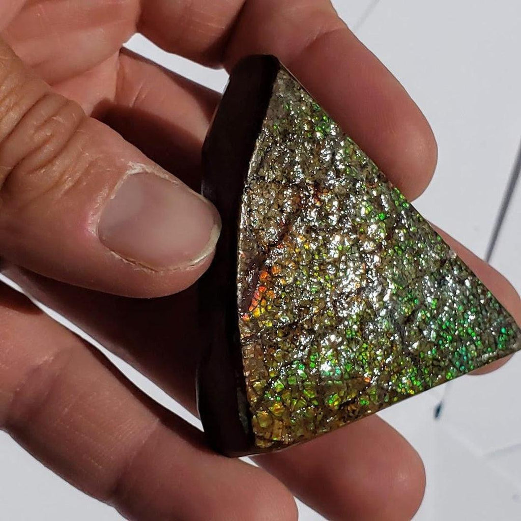 Chunky Alberta Ammolite Fossil Free Form Hand Held Specimen #5 - Earth Family Crystals