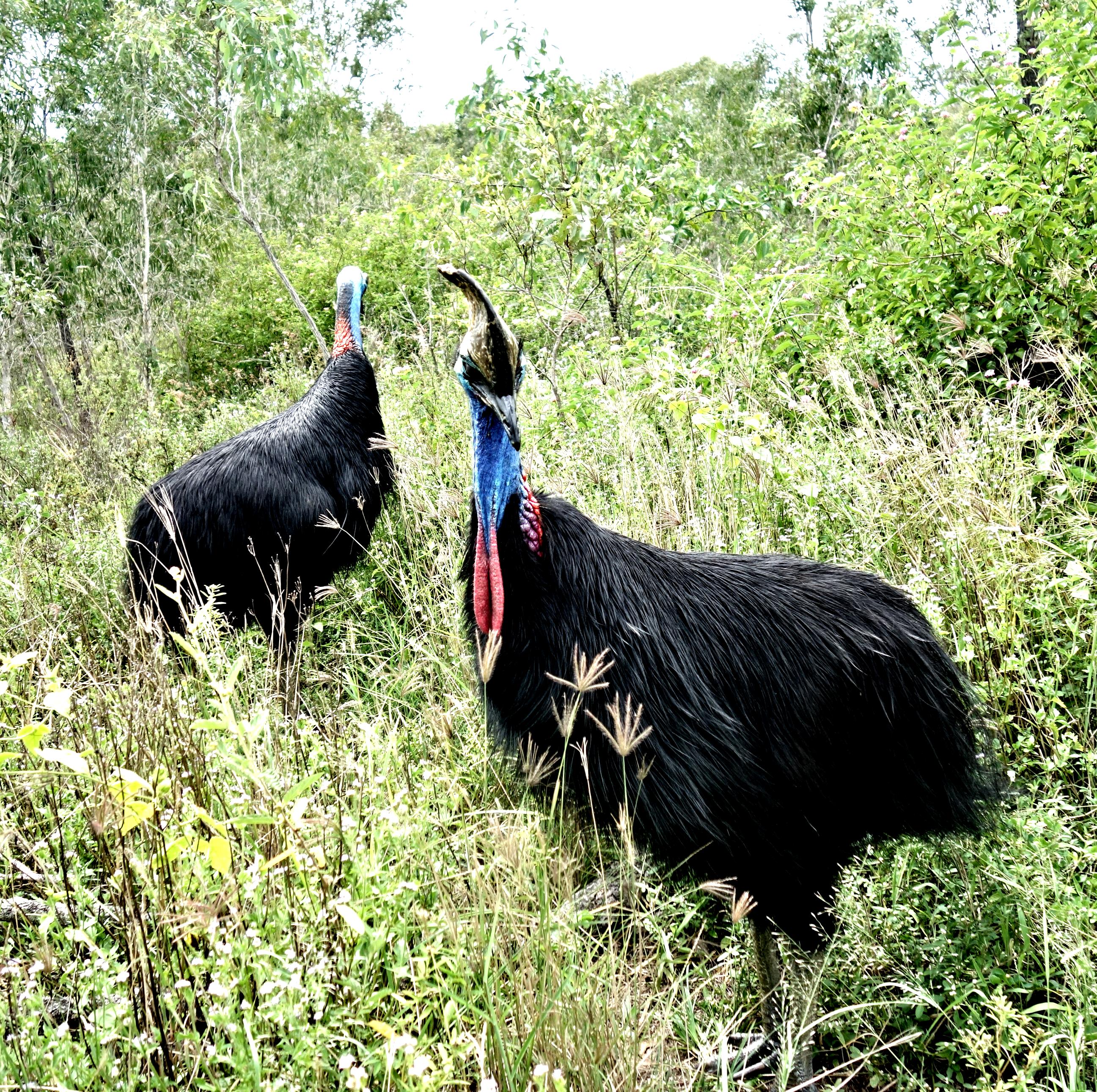 Beautiful Birds!