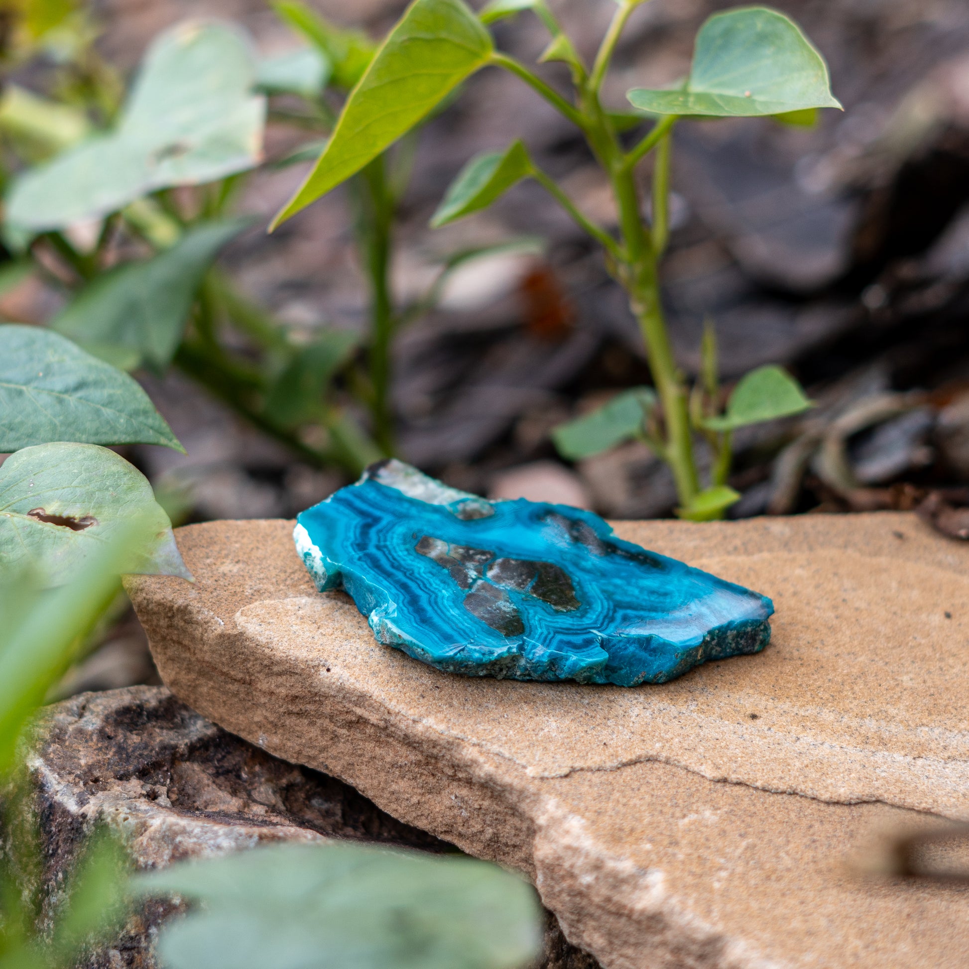 Chrysocolla crystal from Arizona enhancing the space with it pure and vibrant energy.