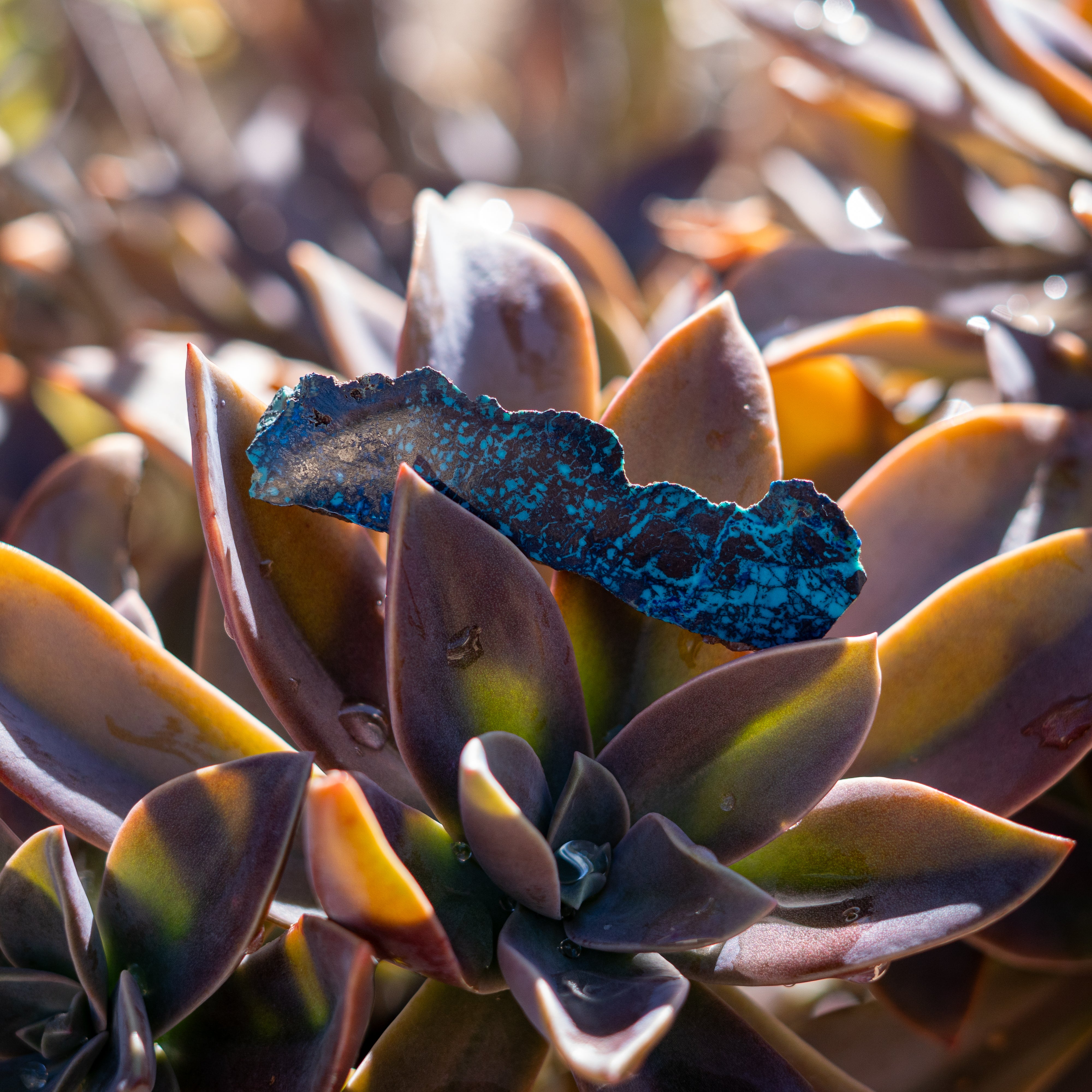 Chrysocolla with Shattuckite from Mexico