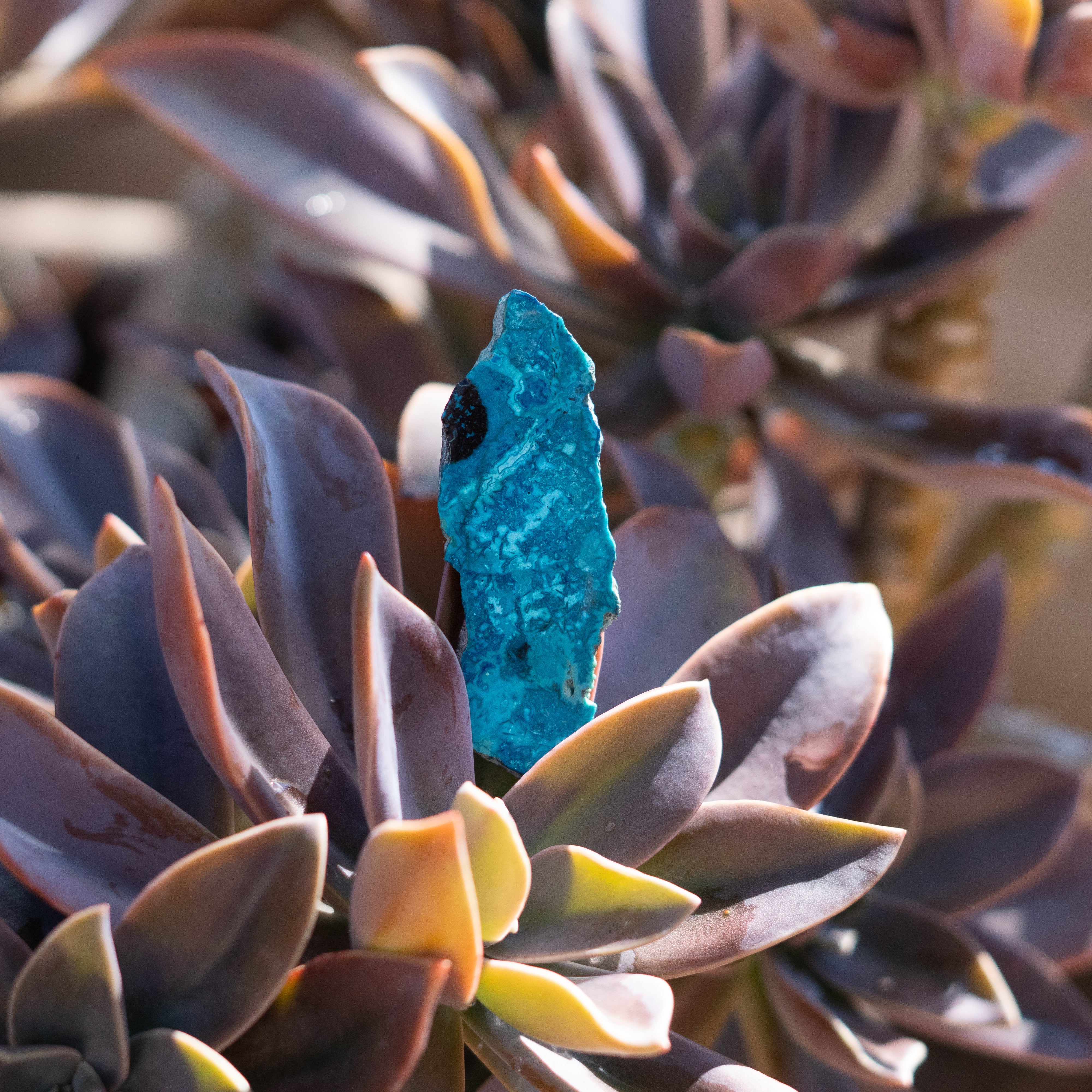 Chrysocolla with Shattuckite from Mexico