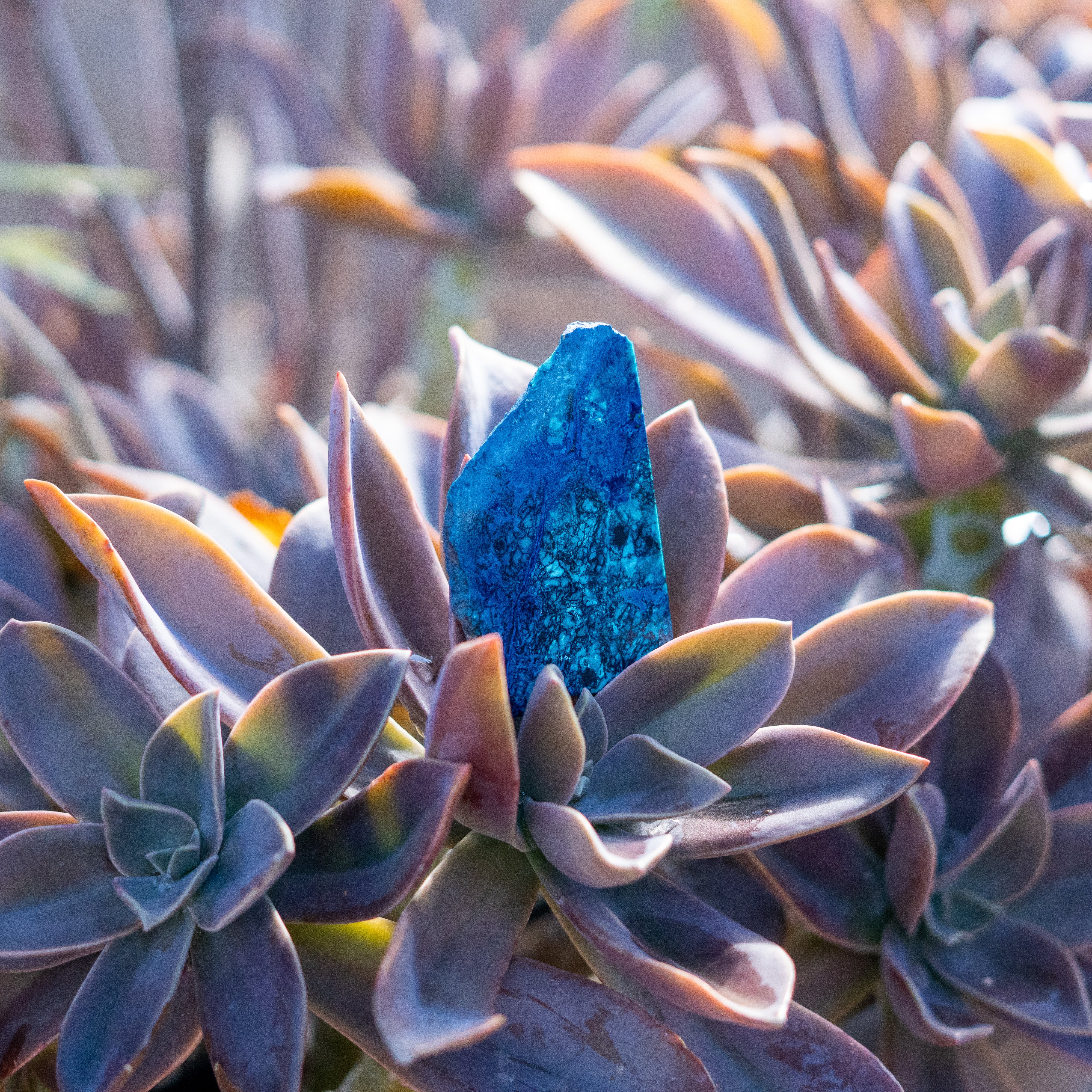 Chrysocolla with Shattuckite from Mexico