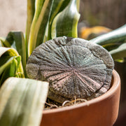 Pyrite Sun Dollar Natural Formations from USA
