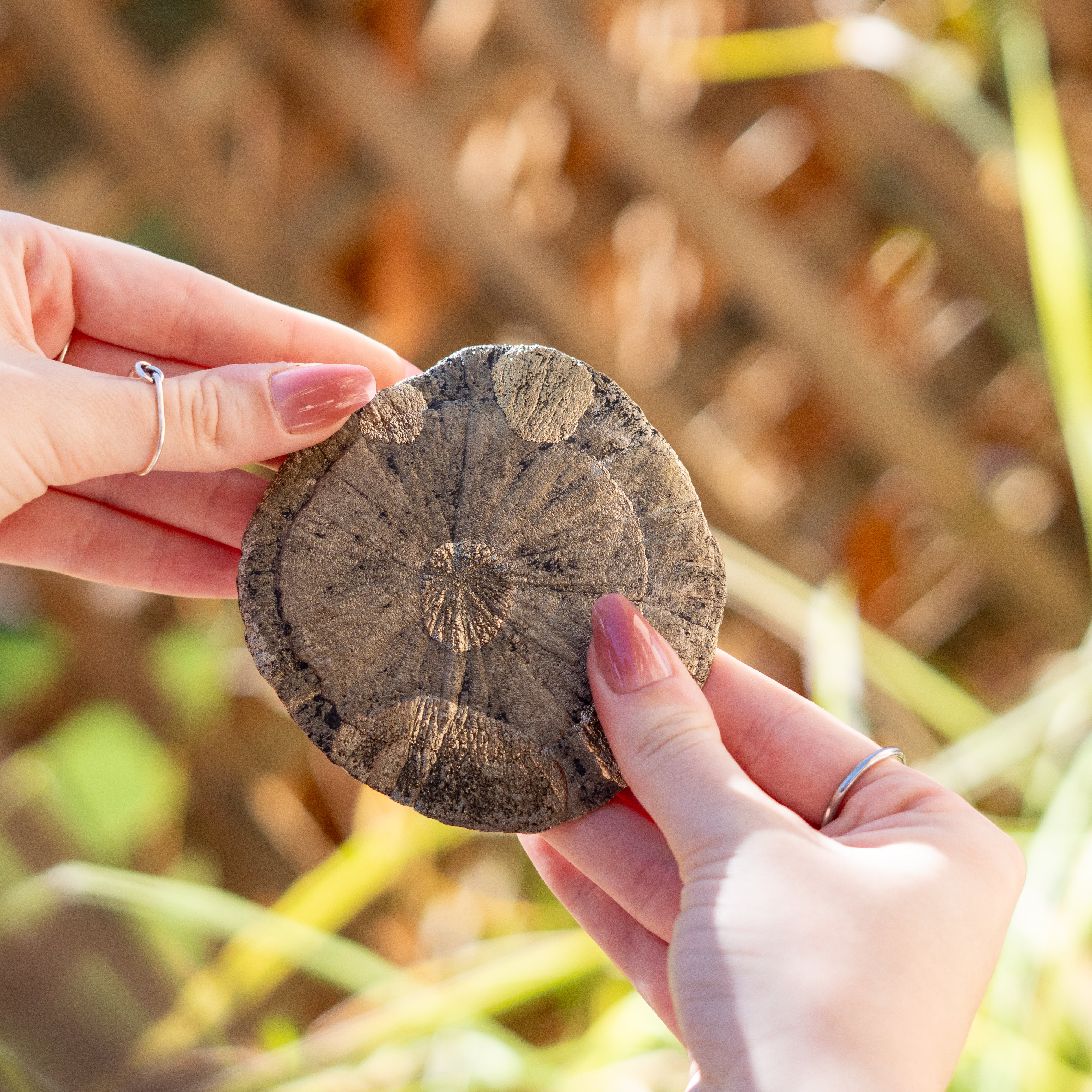 Pyrite Sun Dollar Natural Formations from USA