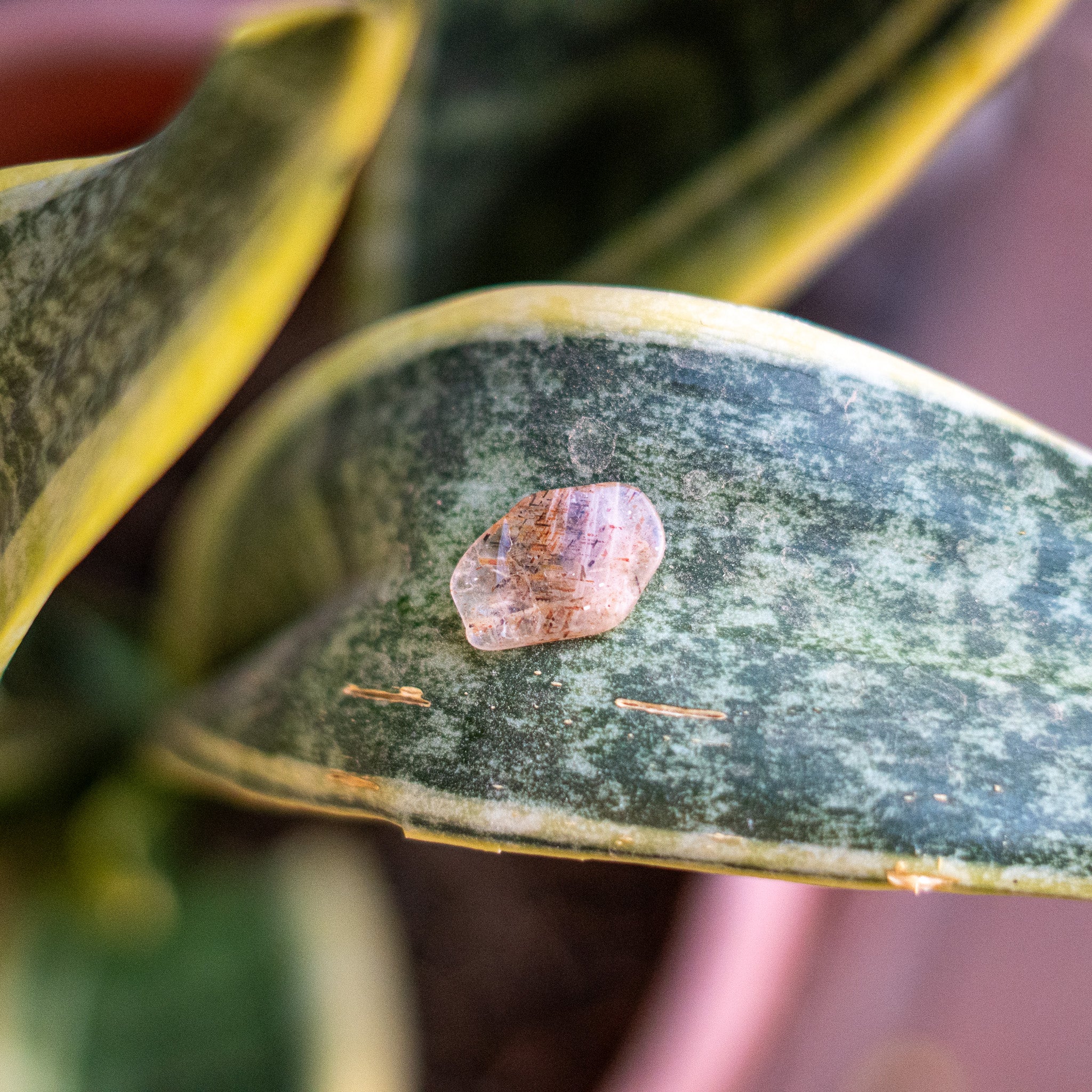 Rare Rainbow Lattice Sunstone from Australia - 1.6 Ct.