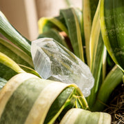 Clear Quartz from Ron Coleman Mine, Arkansas USA