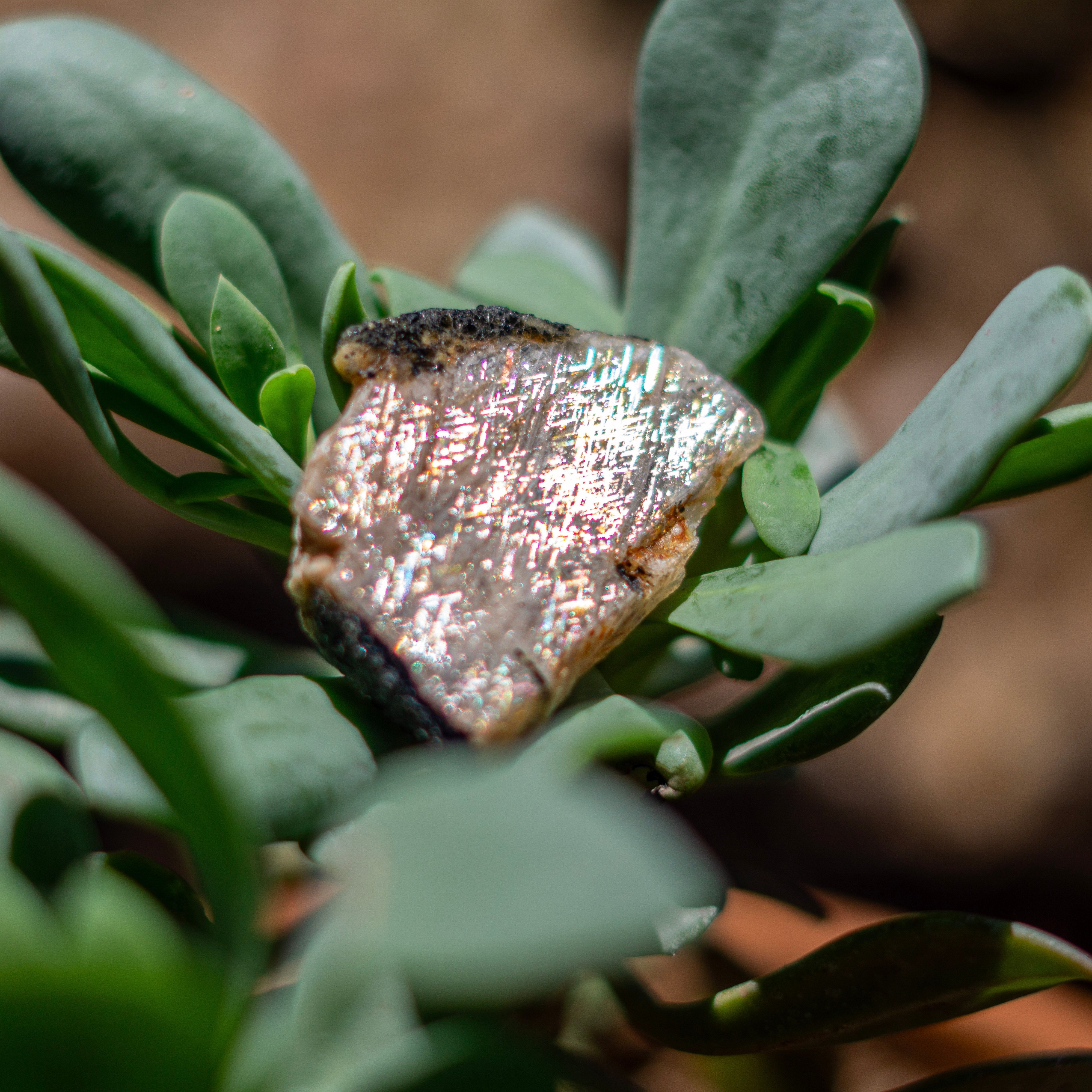 Rare Rainbow Lattice Sunstone from Australia - 27.9 Carats