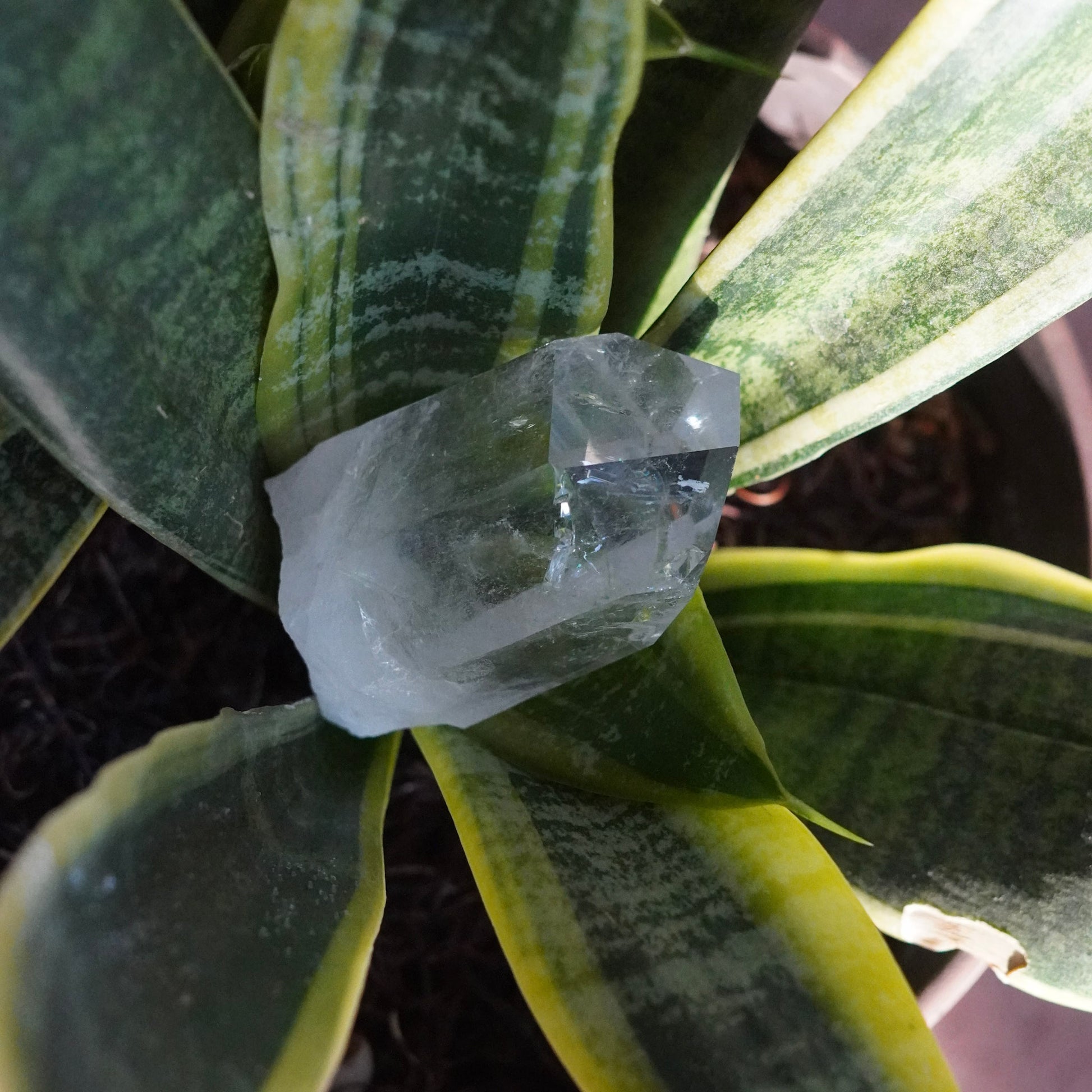Ultra Clear Quartz Healing Crystals from Arkansas, USA - Medium Points