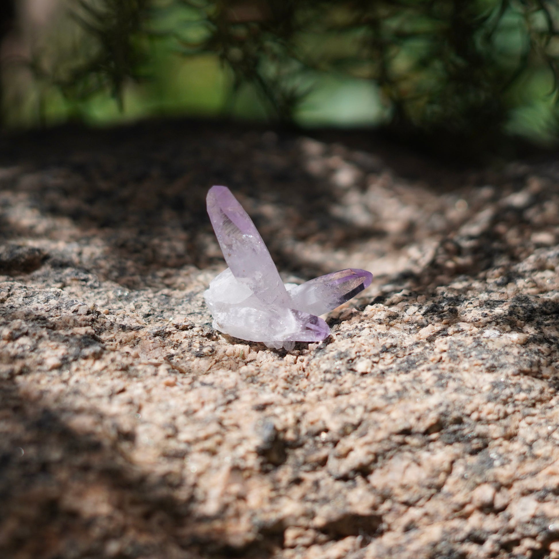 Veracruz Amethyst - Las Vigas De Ramirez, Veracruz, Mexico
