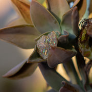 Rare Rainbow Lattice Sunstone 5 Carat Gem