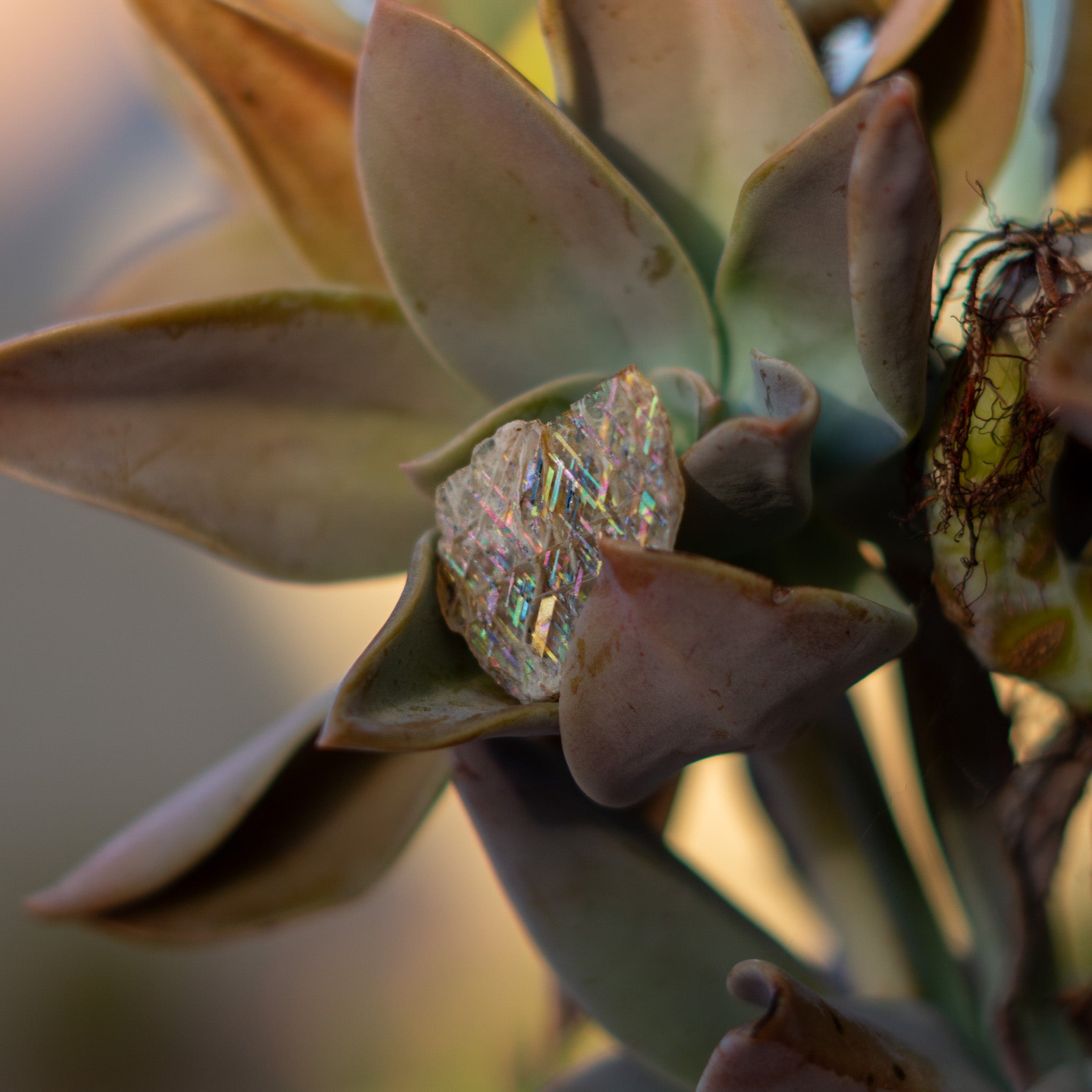 Rare Rainbow Lattice Sunstone 5 Carat Gem
