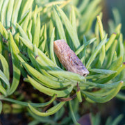 Rare Australian Rainbow Lattice Sunstone