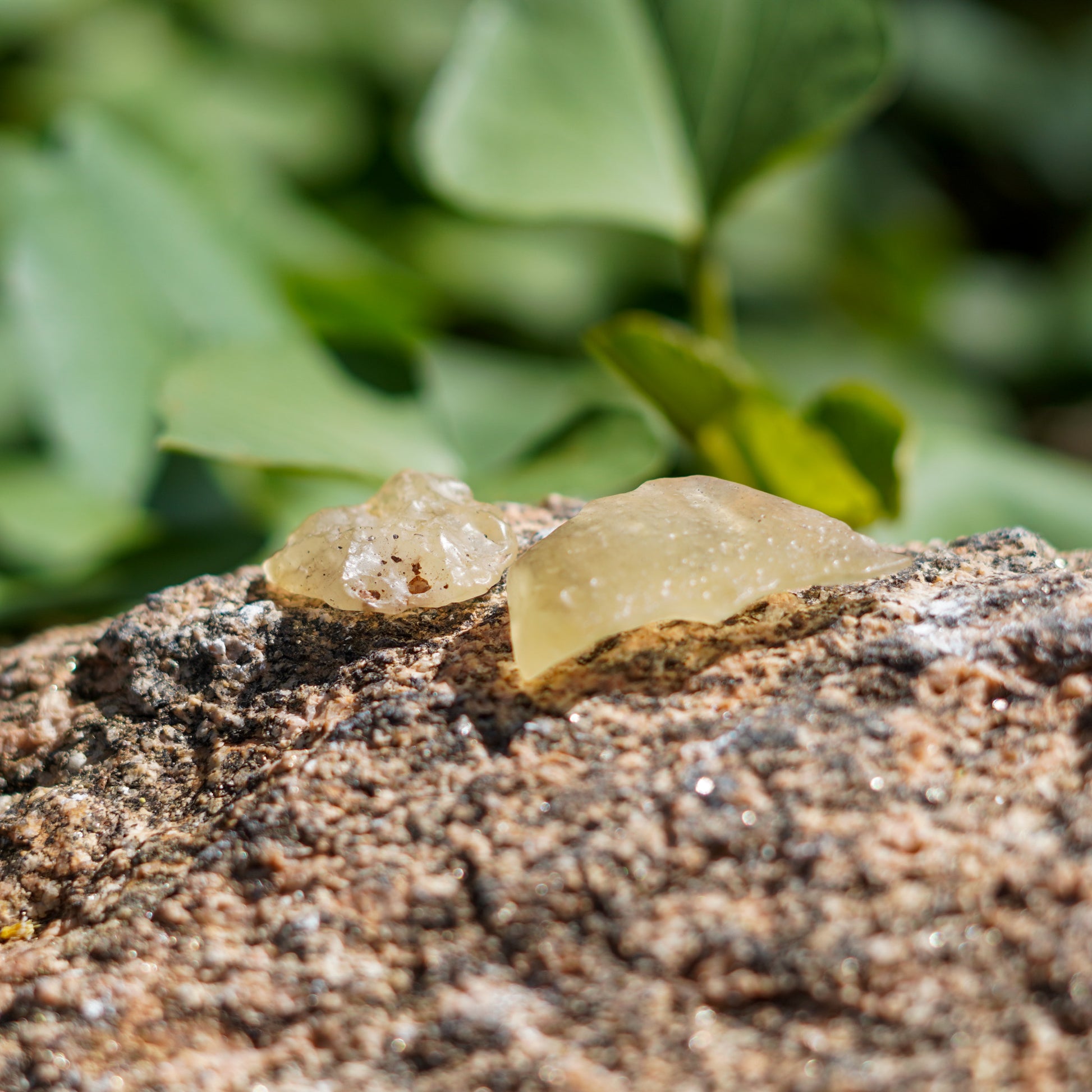 Libyan Desert Glass Specimens