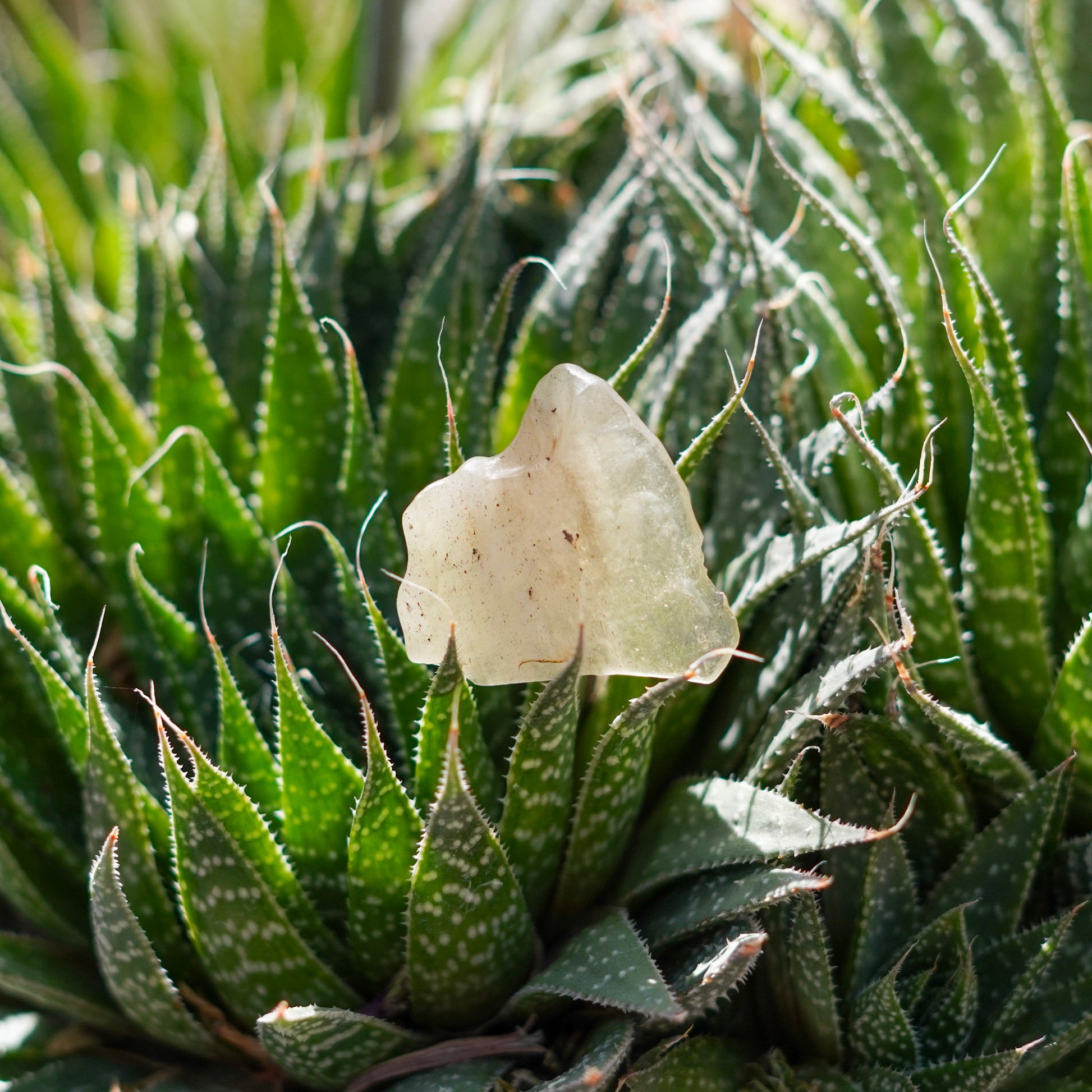 Libyan Desert Glass Specimens