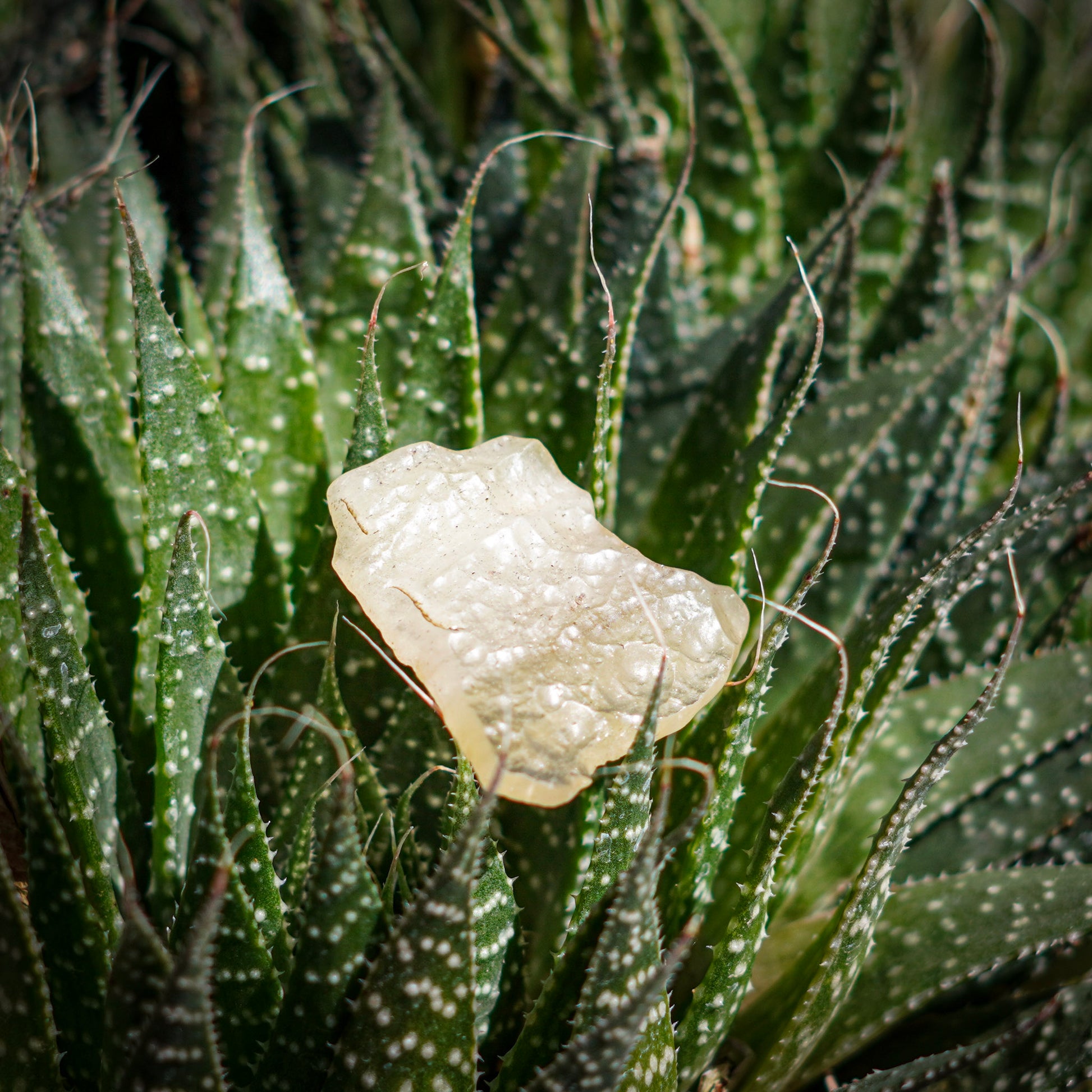 Libyan Desert Glass Specimens