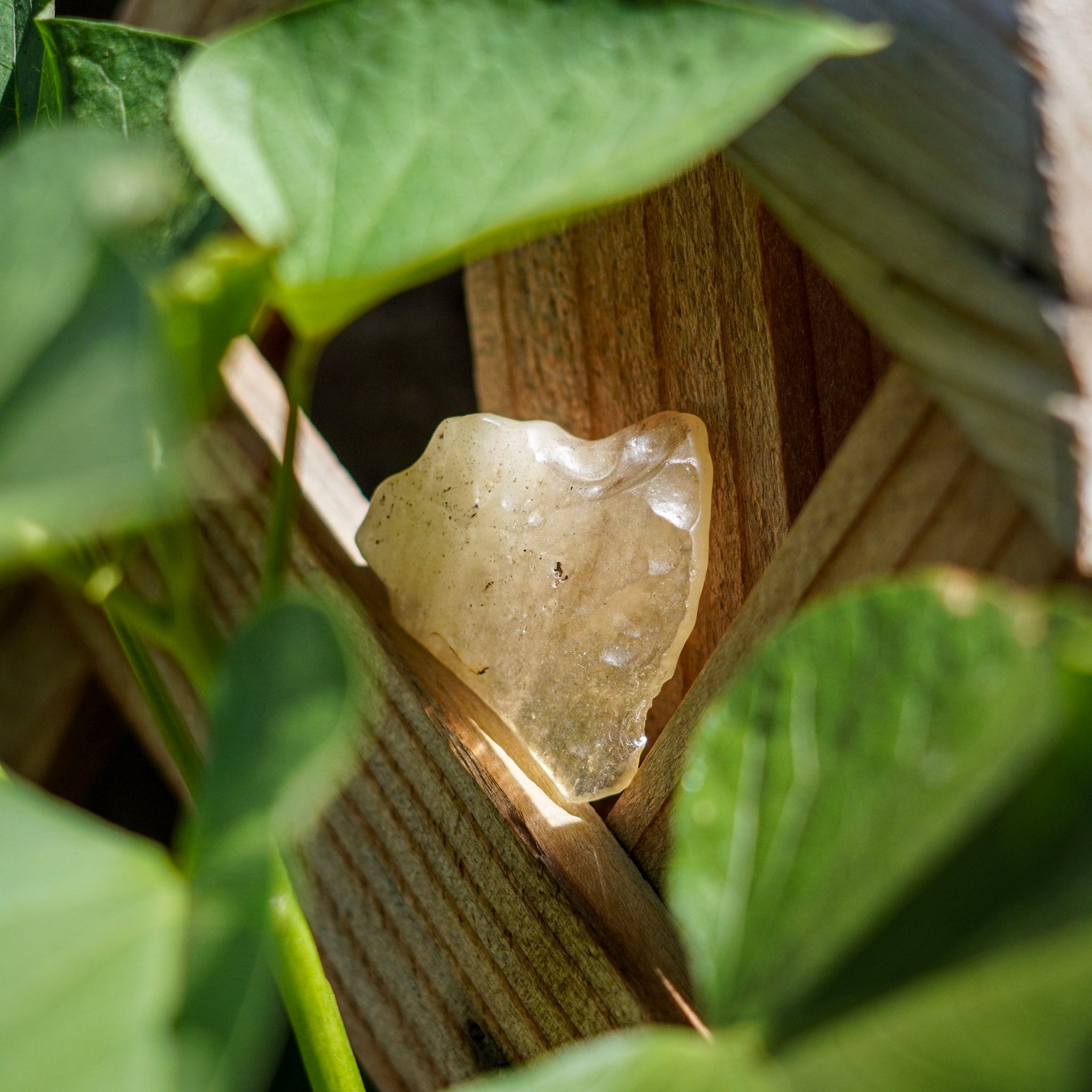 Libyan Desert Glass Specimens