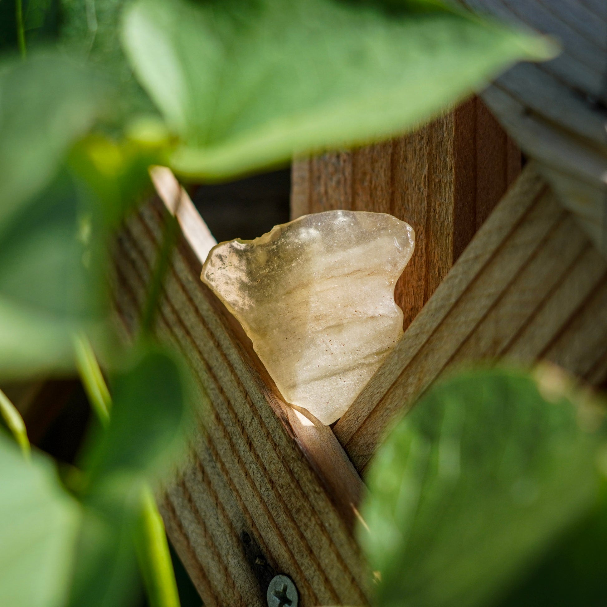 Libyan Desert Glass Specimens