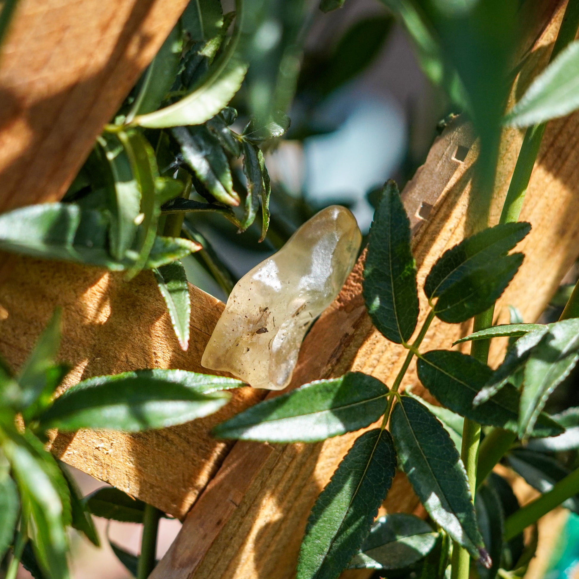 Libyan Desert Glass Specimens