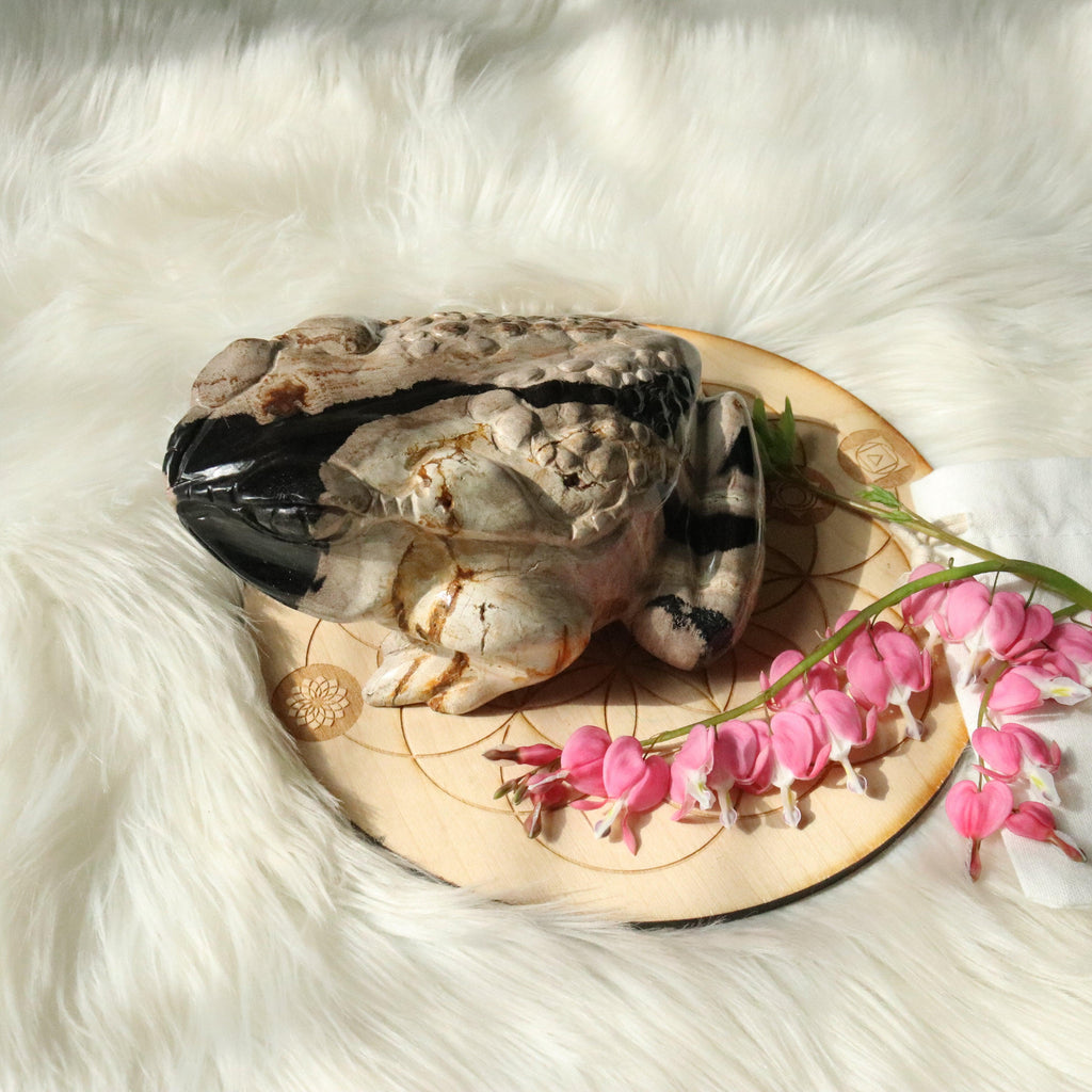 Extremely Unique Petrified Palm Root Carved Toad ~Large Display Carved Specimen - Earth Family Crystals